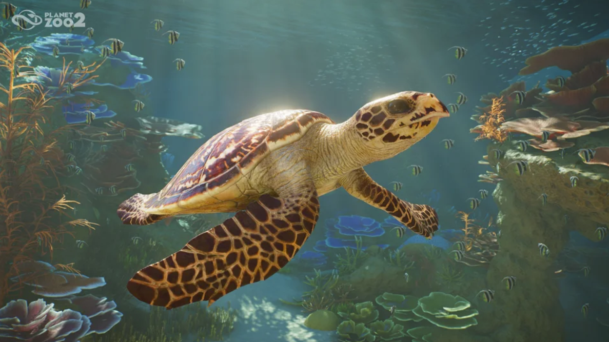 Eine Unechte Karettschildkröte schwimmt durch ein Korallenriff voller kleiner Fische.