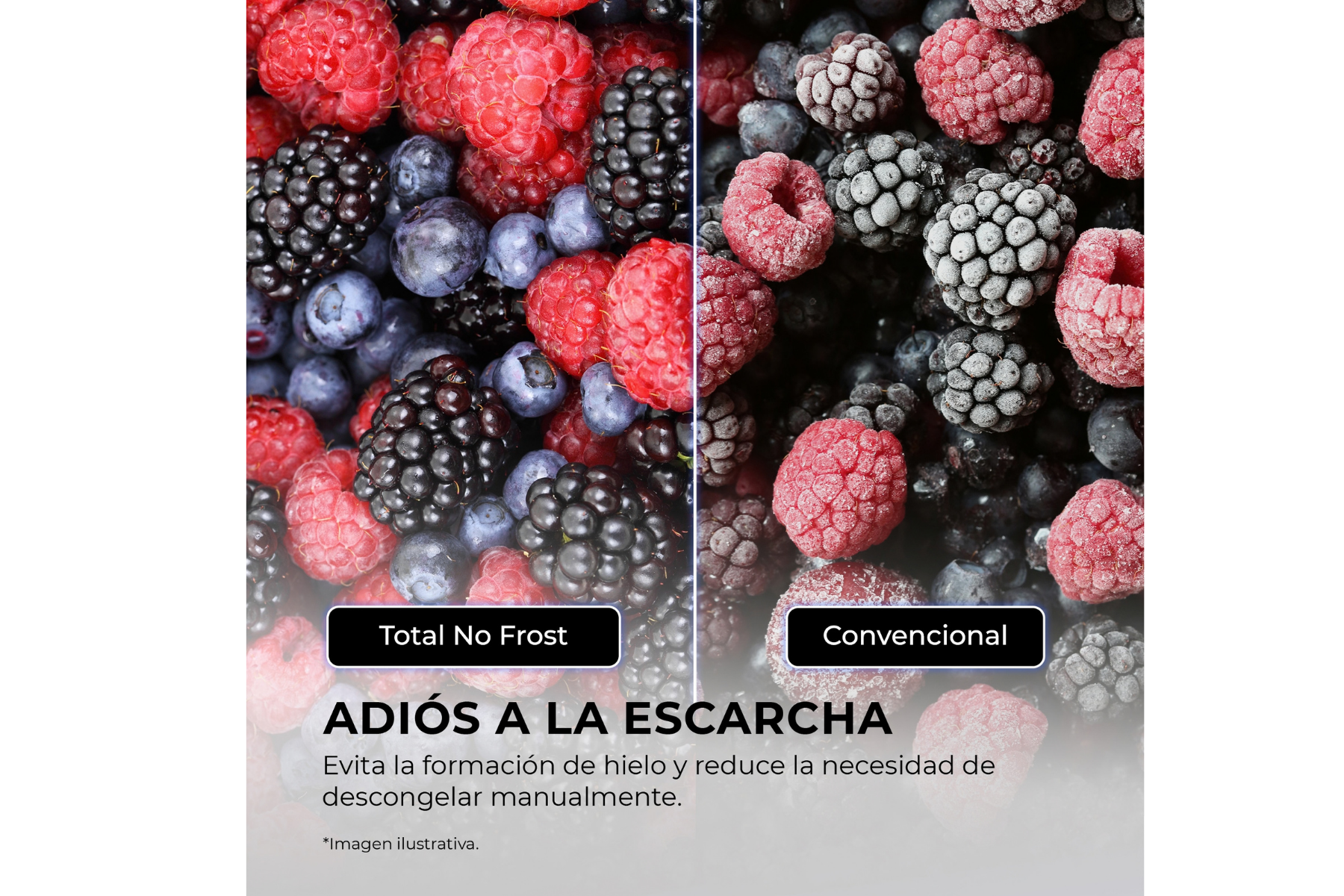 Comparación de bayas frescas sin escarcha y bayas congeladas con escarcha.