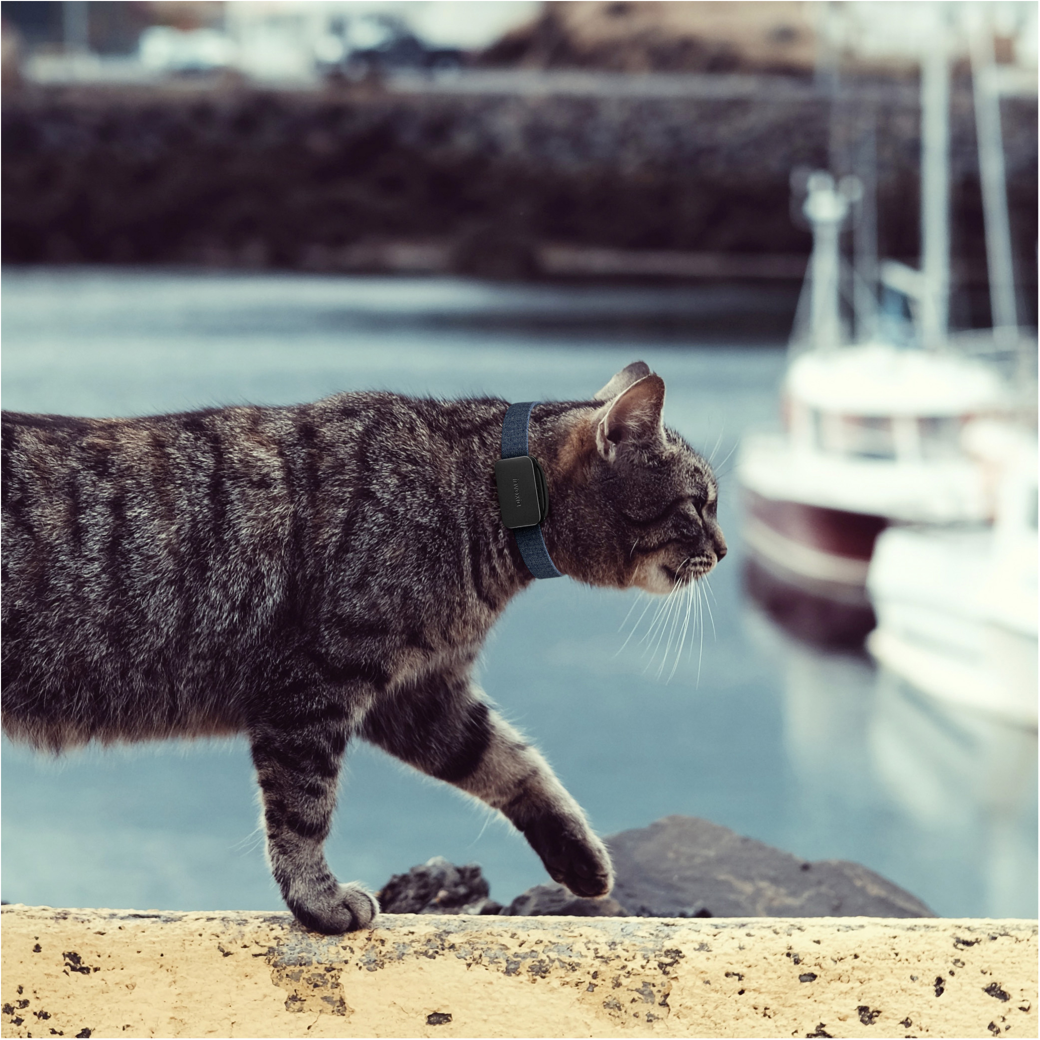 INVOXIA Pet tracker Outdoor