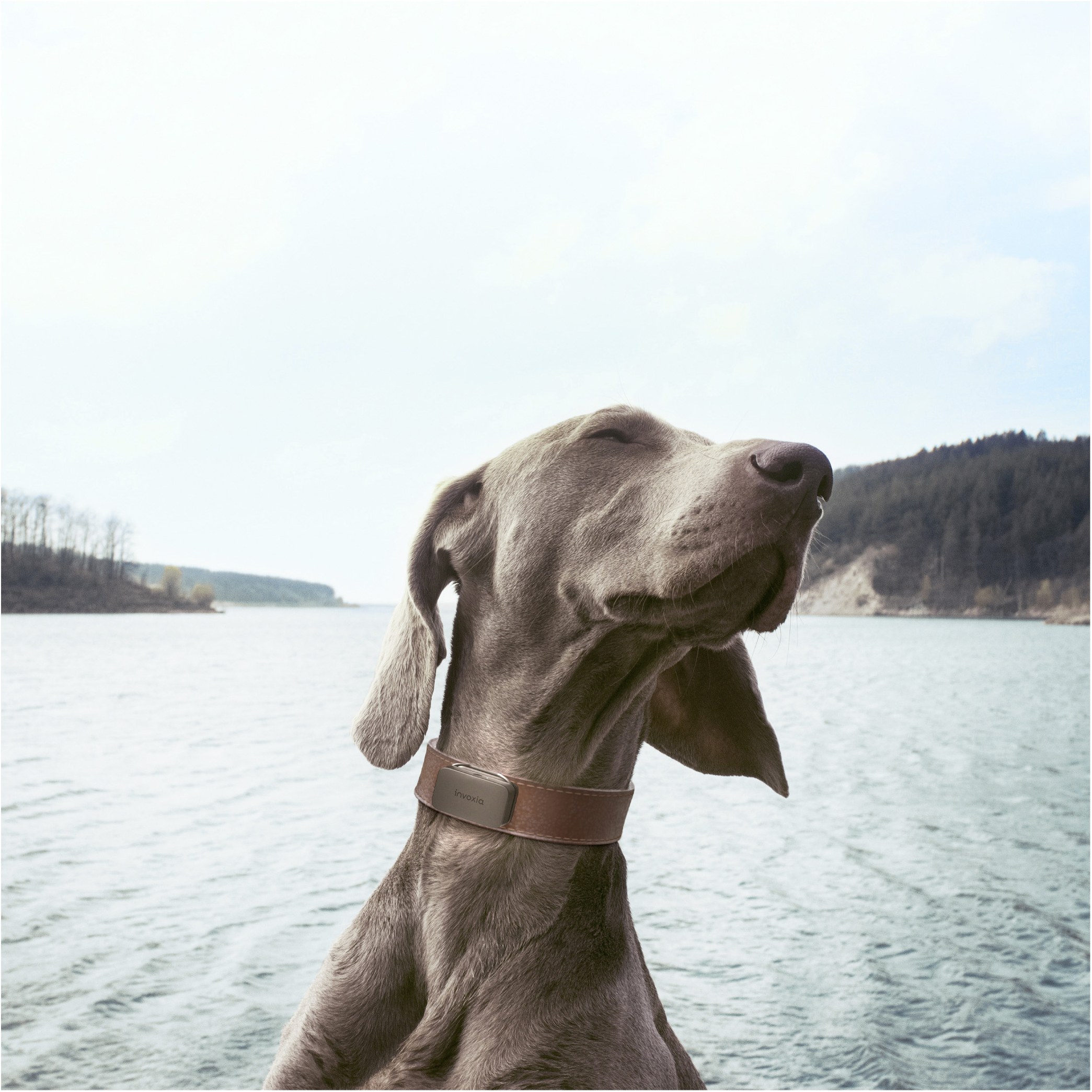 INVOXIA Pet tracker Outdoor