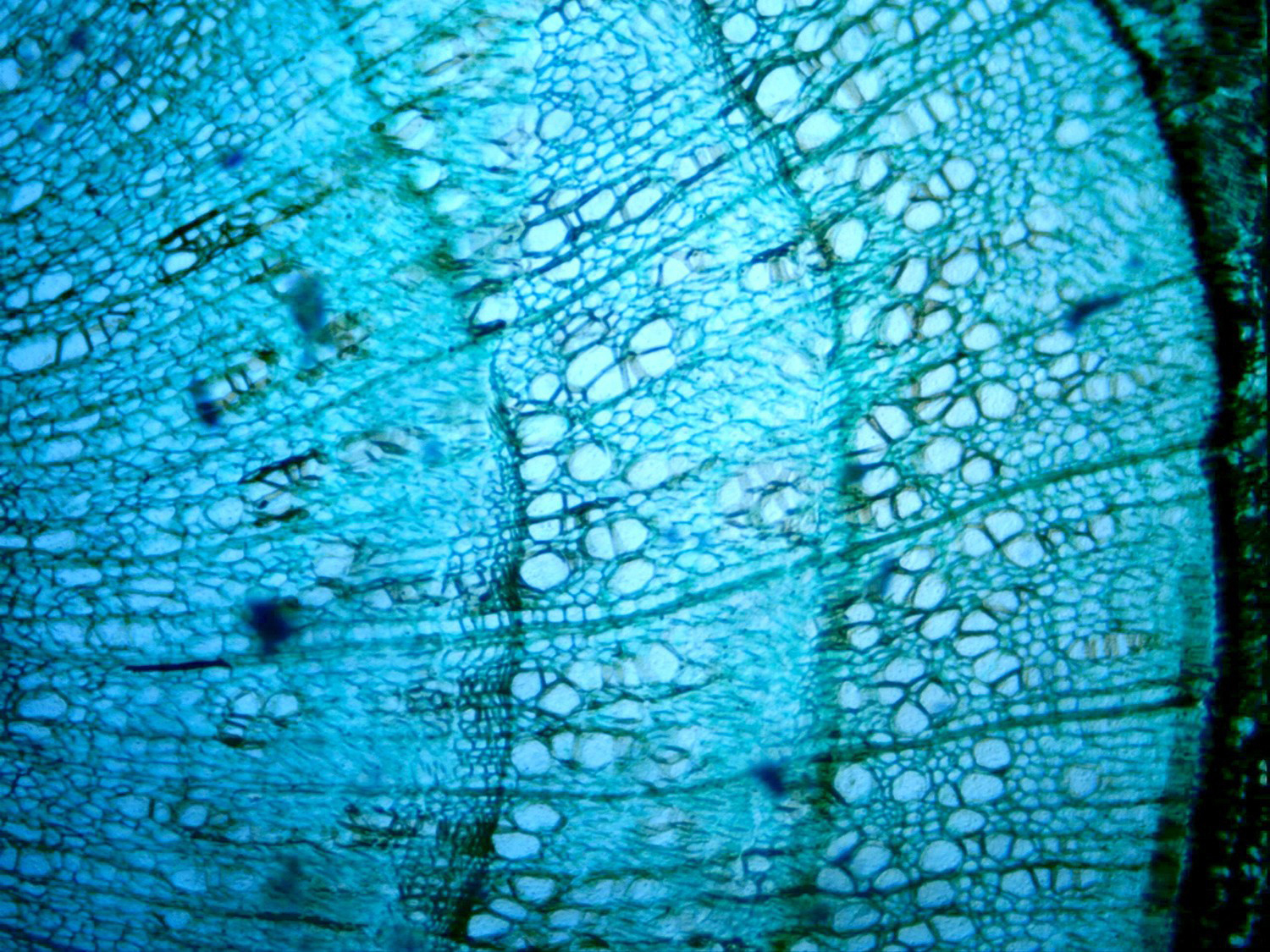 Mikroskopische Ansicht eines Pflanzenstiels. Das Bild zeigt eine blau-weiße Zellstruktur.