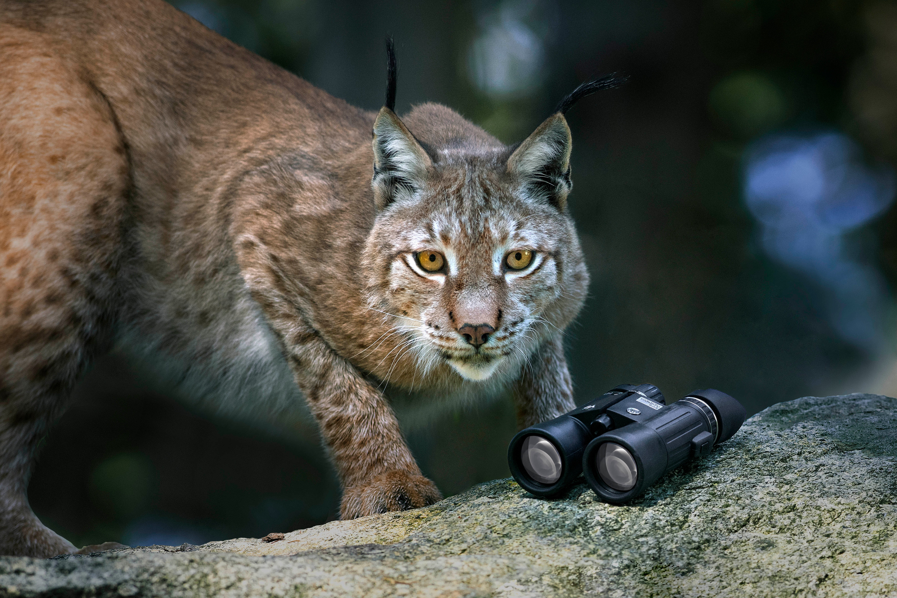 STEINER WILDLIFE  8x, 42 mm, Fernglas