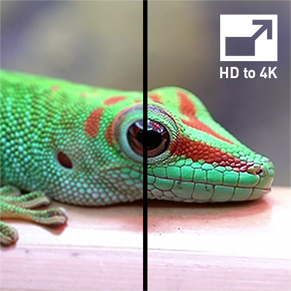 Nahaufnahme einer grünen Eidechse mit roten Flecken. Vergleich: HD zu 4K Auflösung.