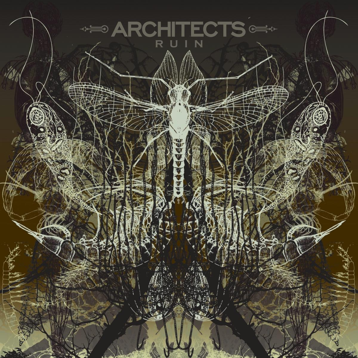 Albumcover mit insektenartigem Design und Text 'ARCHITECTS RUIN' auf dunklem Hintergrund.