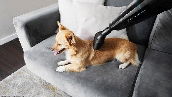 Un perro está siendo aspirado en un sofá gris. El cabezal de la aspiradora es visible.