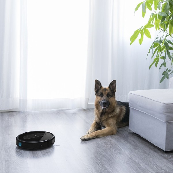 Una aspiradora robot y un perro en una habitación con suelo de madera y cortina blanca.