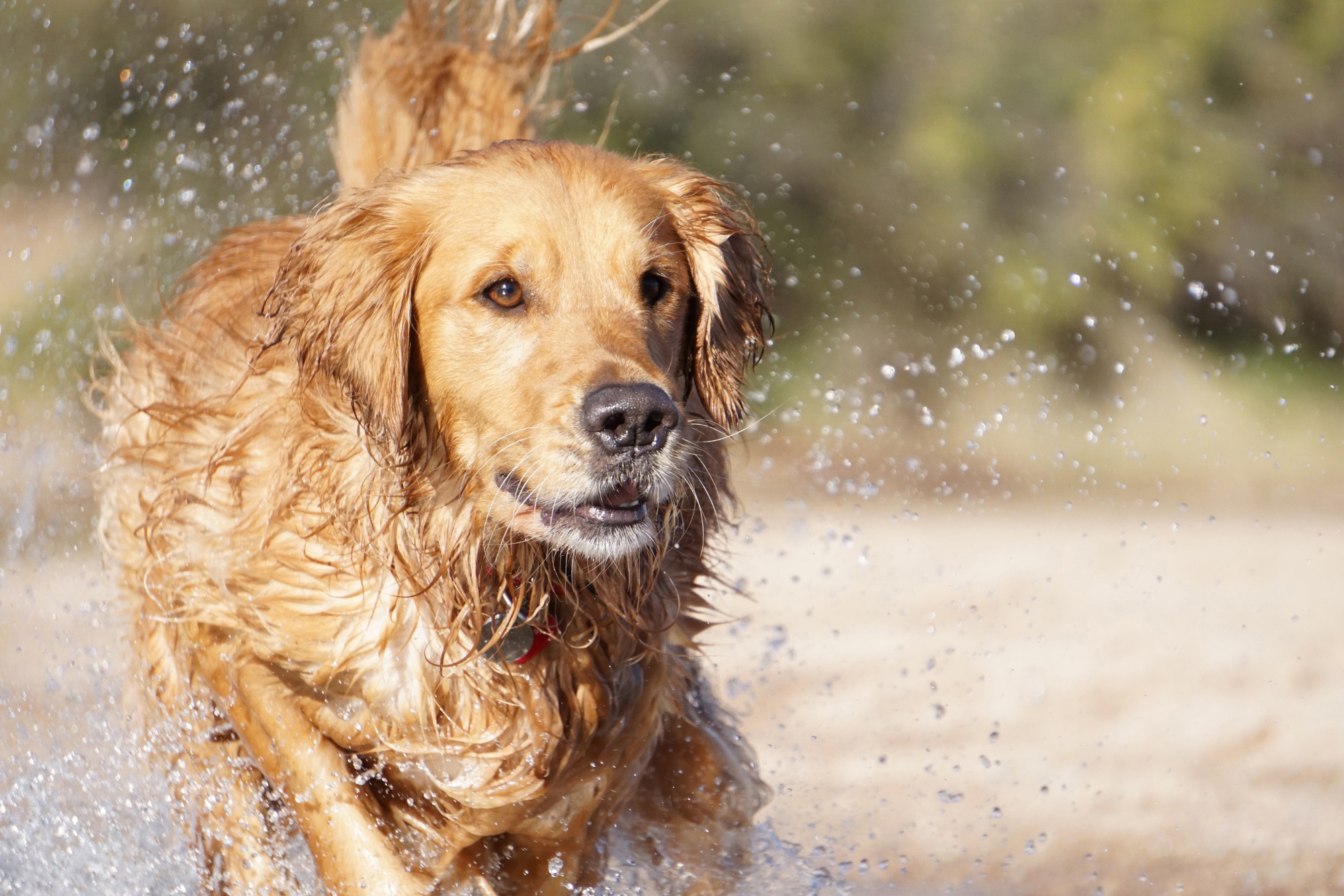 SONY Alpha 6000 KIT (ILCE-6000L) + Tasche + Speicherkarte Systemkamera mit Objektiv 16-50 mm, 7,6 cm Display, WLAN