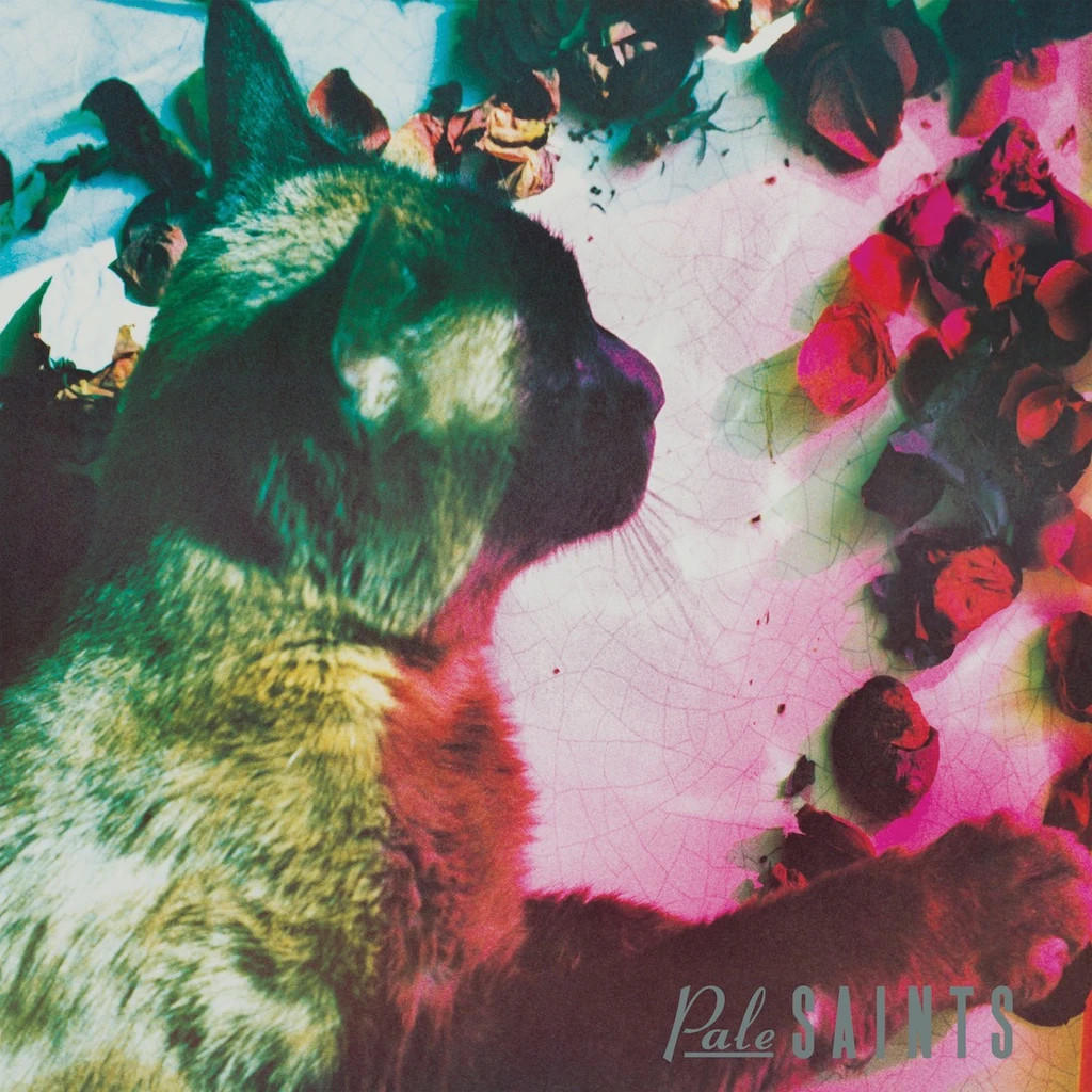 Profil de chat, superposition colorée, entouré de pétales de rose séchés. Le texte 'Pale Saints' est en bas.