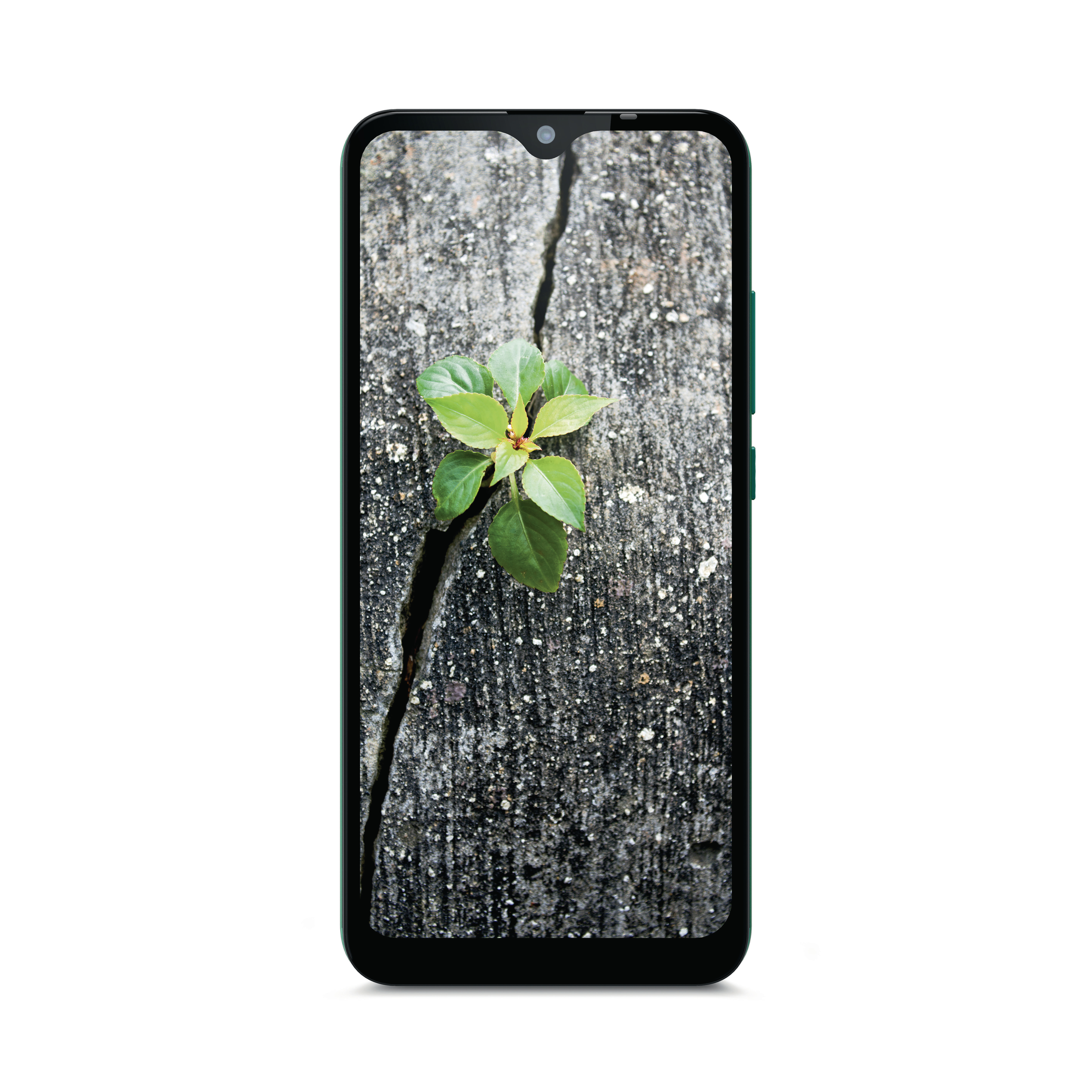 Ein Smartphone, das eine grüne Pflanze zeigt, die aus einem Riss in einer Betonoberfläche vor weißem Hintergrund wächst.