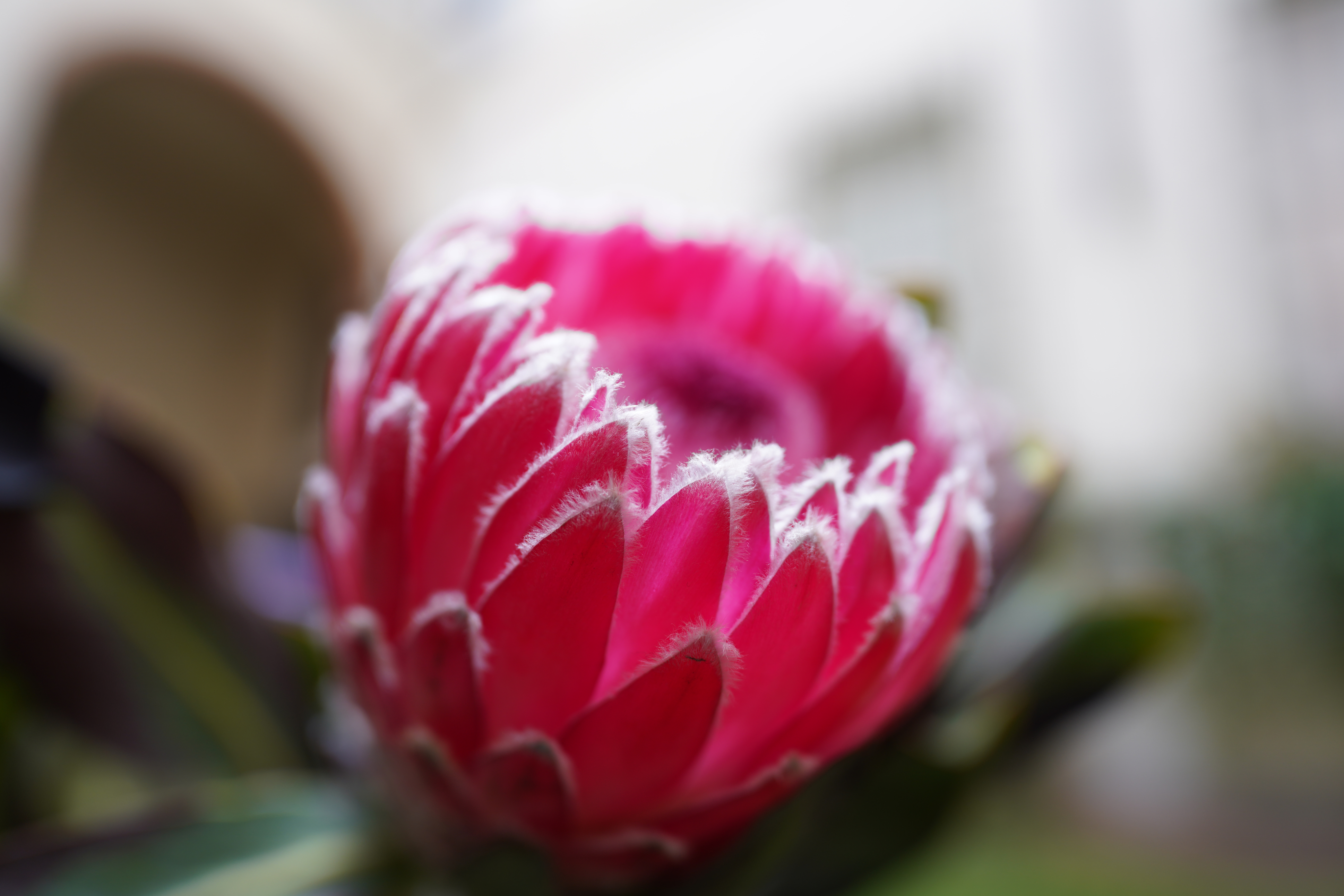 Nahaufnahme einer rosa Protea-Blume mit weißen Rändern. Der Hintergrund ist unscharf.
