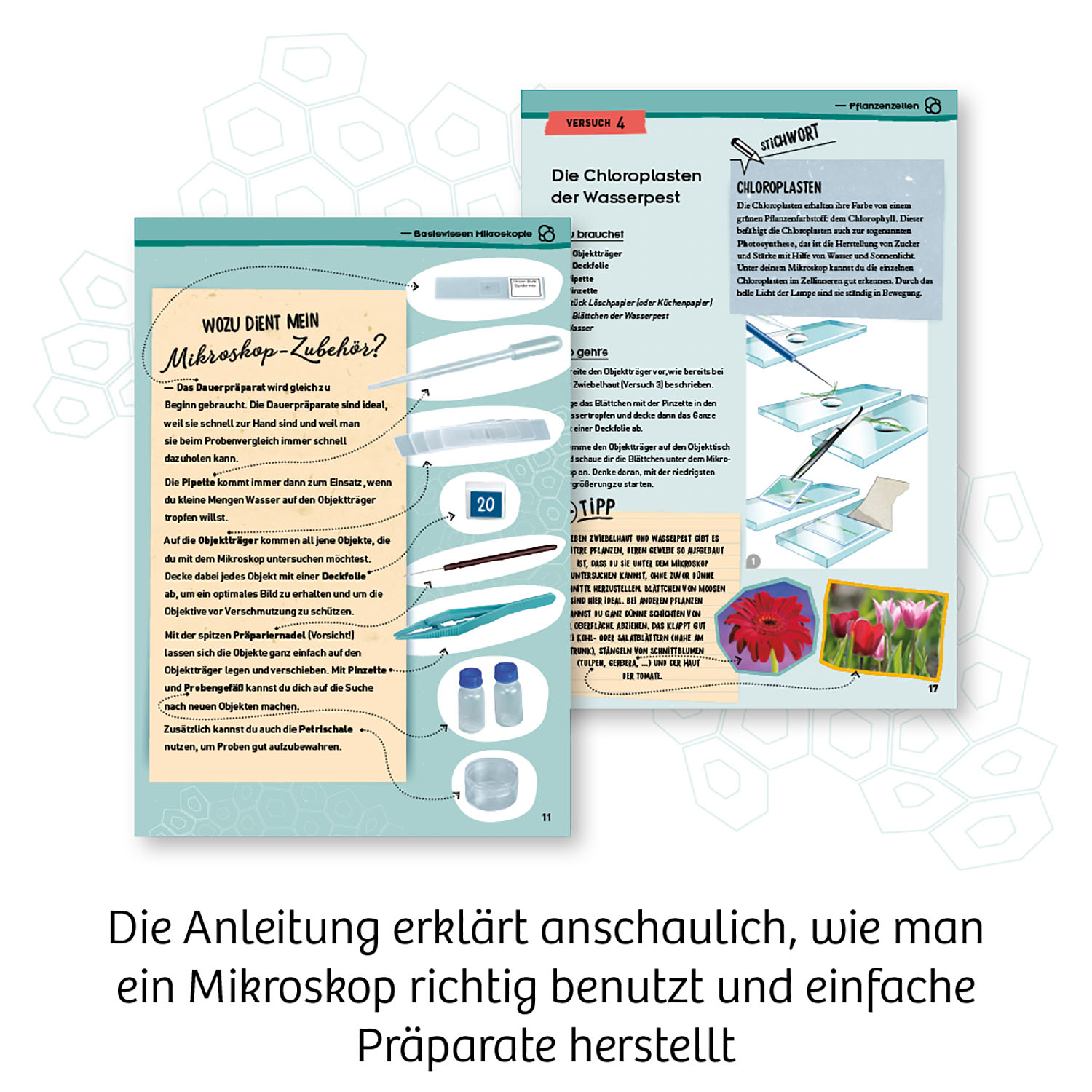 Ein Tutorial, das erklärt, wie man ein Mikroskop benutzt. Enthält Bilder von Objektträgern und Pflanzenzellen.