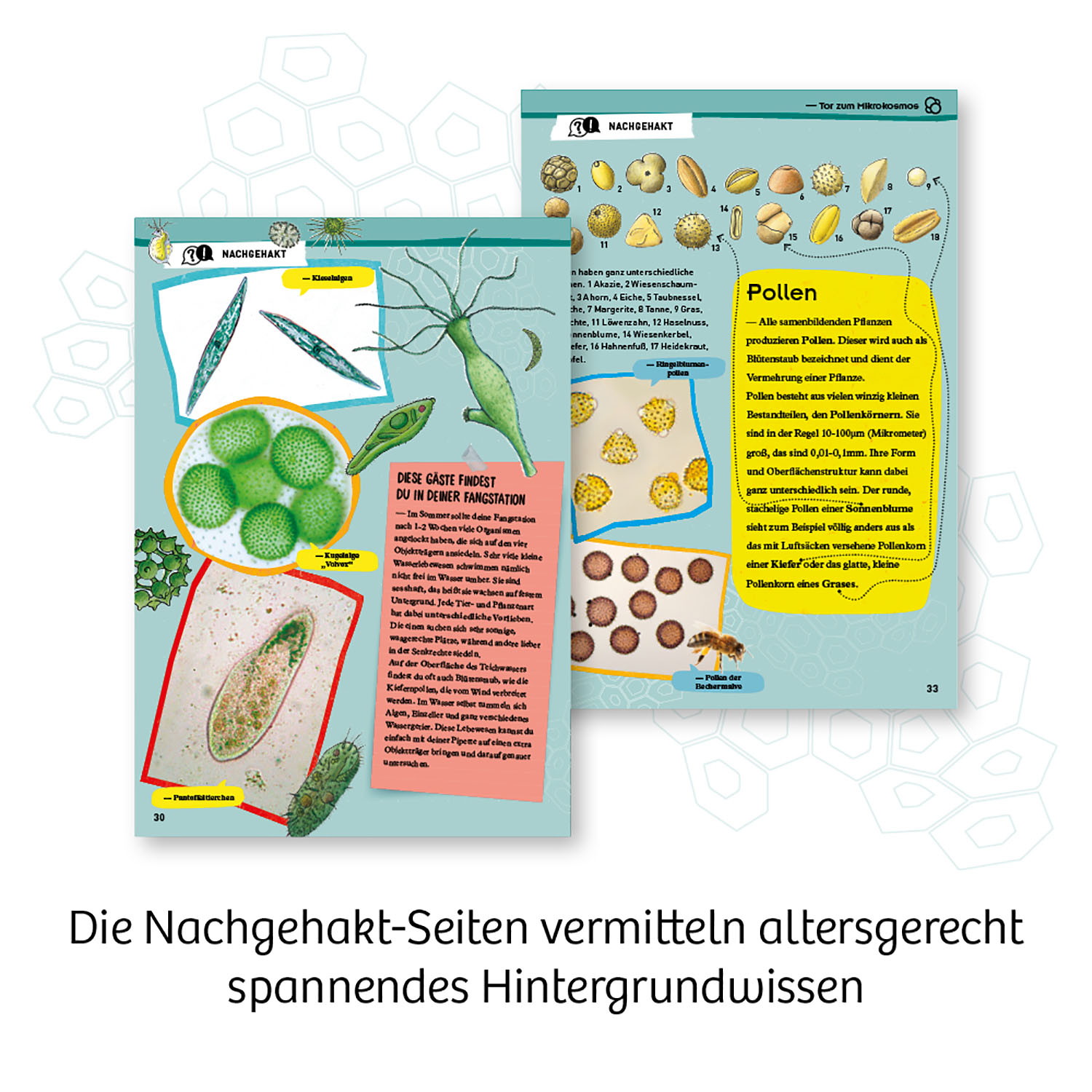 Doppelseite eines Buches über Pollen mit Illustrationen.