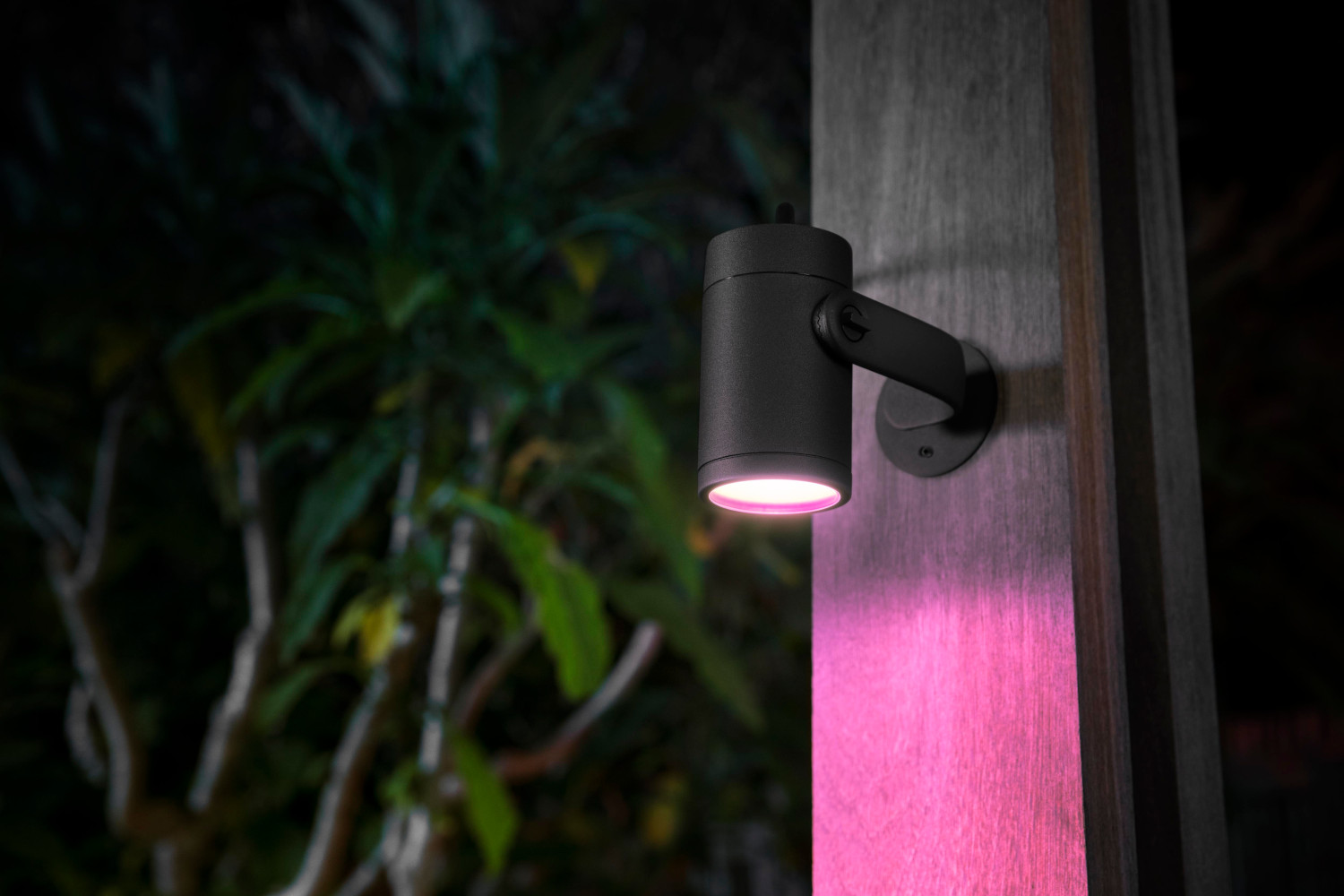 Lumière noire extérieure sur bois, éclairant en rose. Feuillage vert flou en arrière-plan.