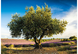SCHMIDT SPIELE (UE) Olivenbaum in der Provence 1.000 Teile Puzzle Mehrfarbig