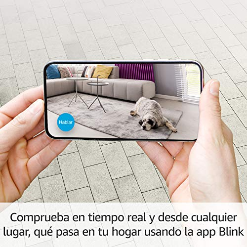 Una persona sosteniendo un teléfono que muestra un perro en una alfombra, con un salón de fondo.