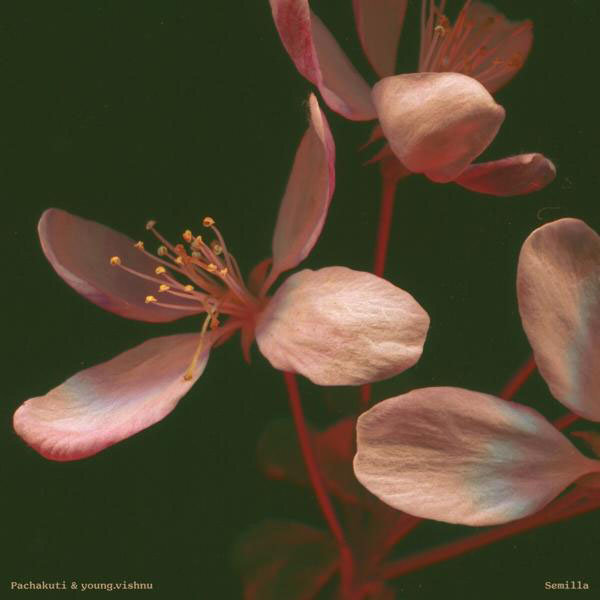 Pachakuti & young.vishnu - SEMILLA  - (Vinyl)