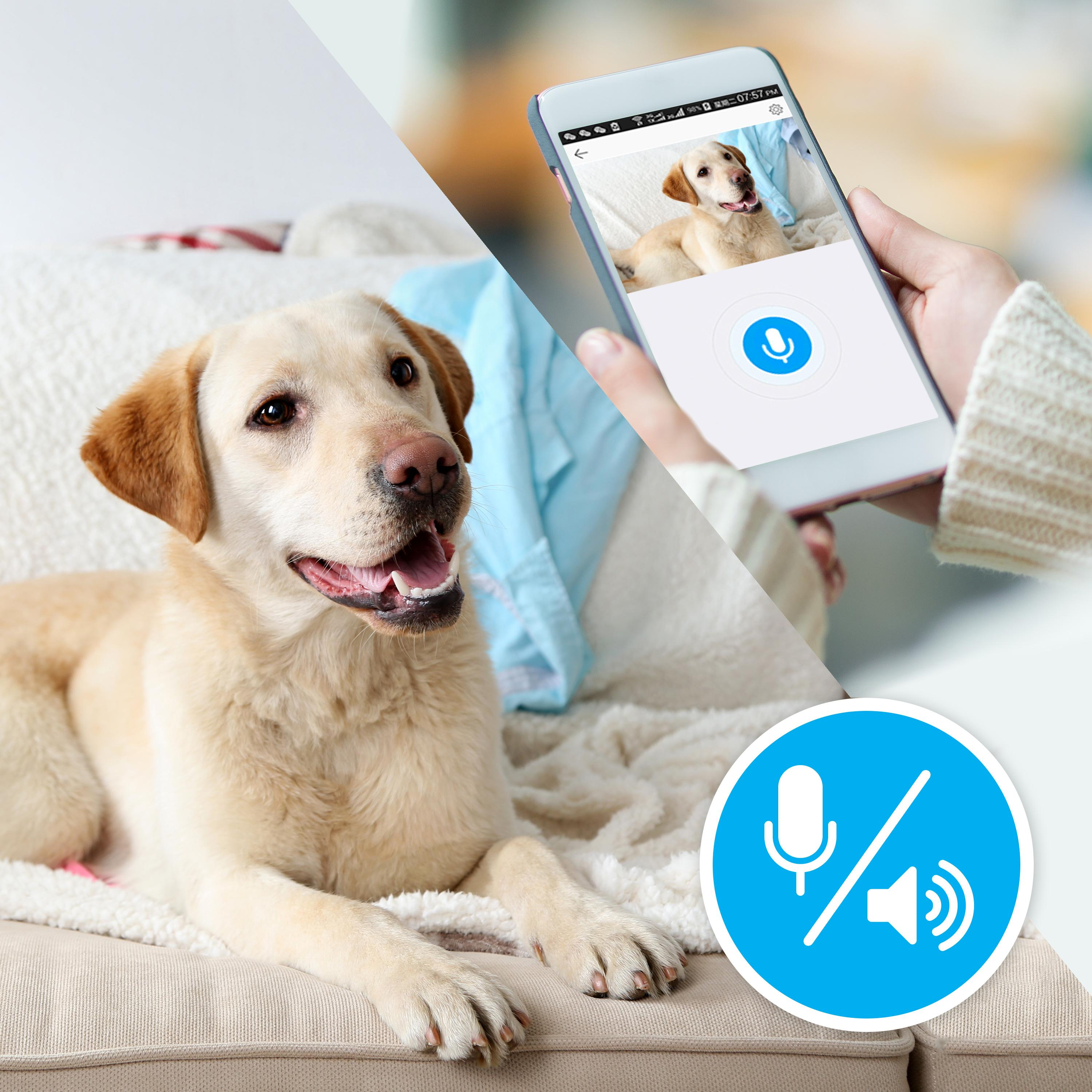 Un perro en un sofá, con un teléfono mostrando la imagen del perro. Un icono azul de micrófono con una barra.