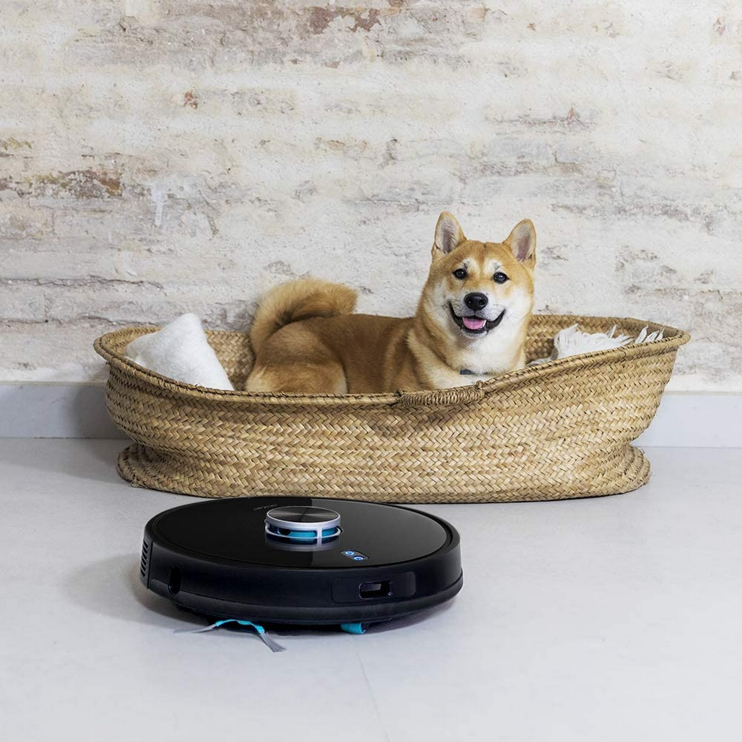 Un perro Shiba Inu en una cesta de mimbre, con una aspiradora robot delante.