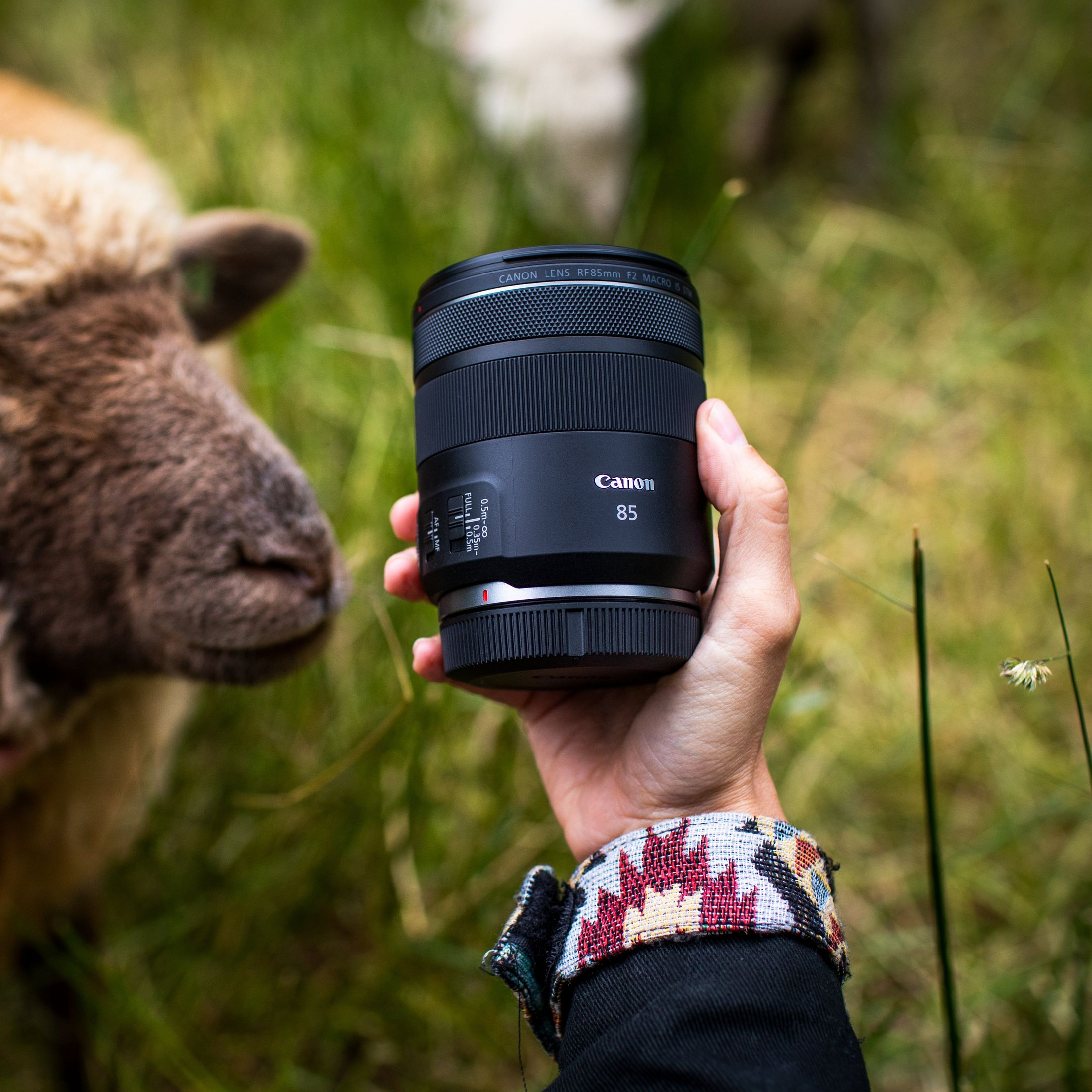 Una mano tiene un obiettivo Canon 85mm. Una pecora è sullo sfondo. Erba verde li circonda.