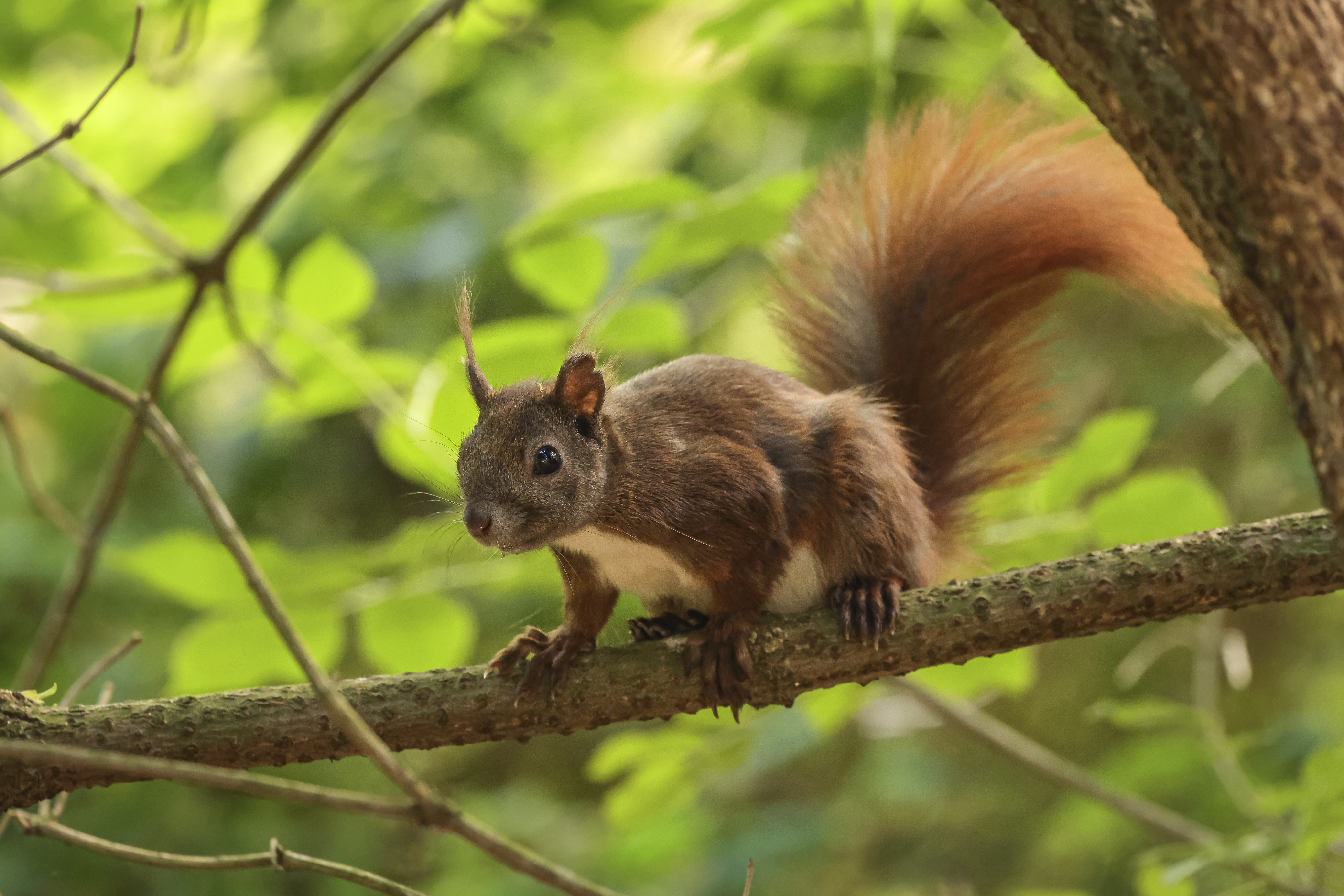 Eichhörnchen auf einem Ast. Braunes Eichhörnchen auf einem Ast, grünes Laub im Hintergrund.