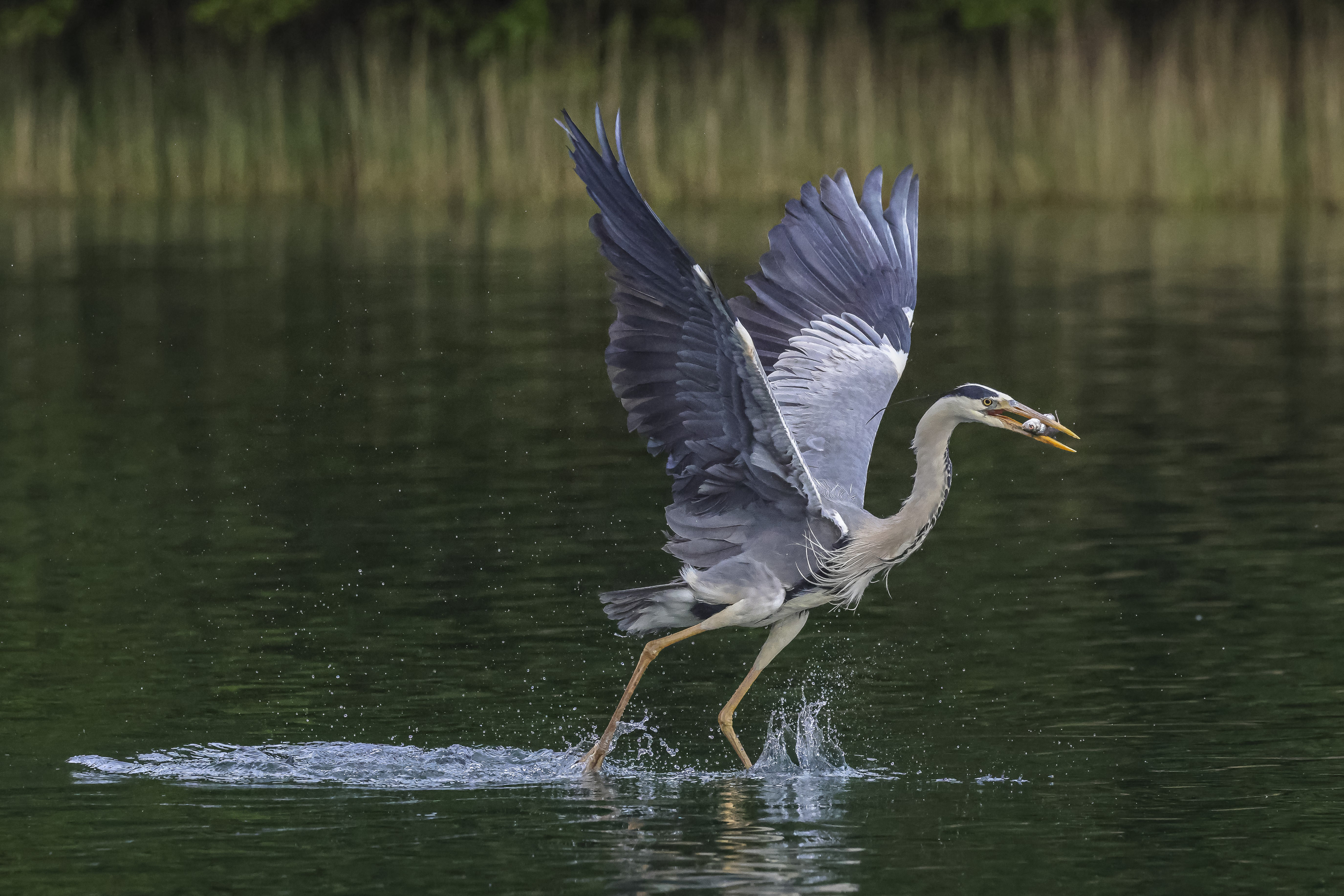 Reiher fliegt über Wasser, Fisch im Schnabel.