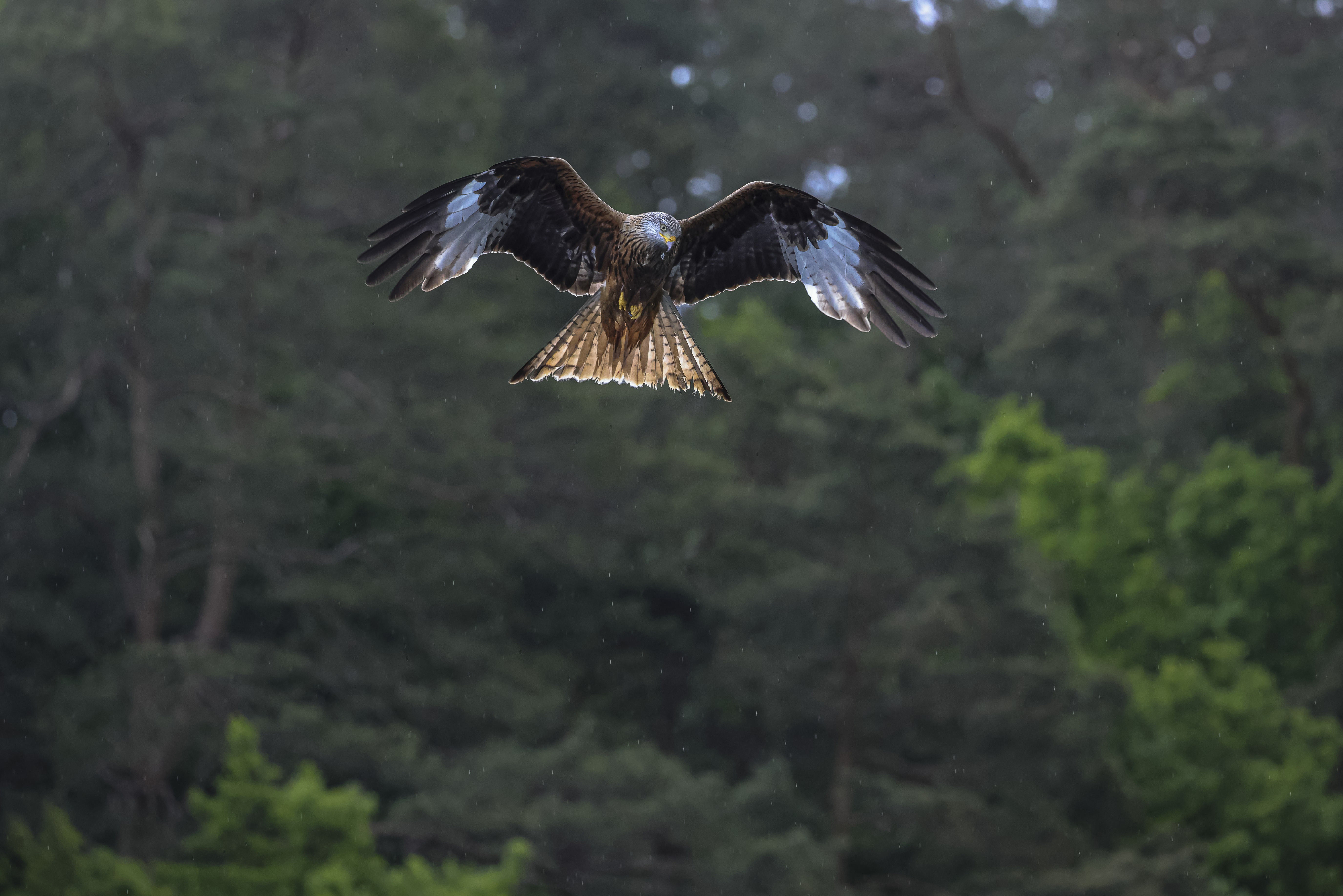 Roter Milan im Flug, Flügel weit ausgebreitet, vor verschwommenem Hintergrund aus grünen Bäumen und einem bewölkten Himmel.