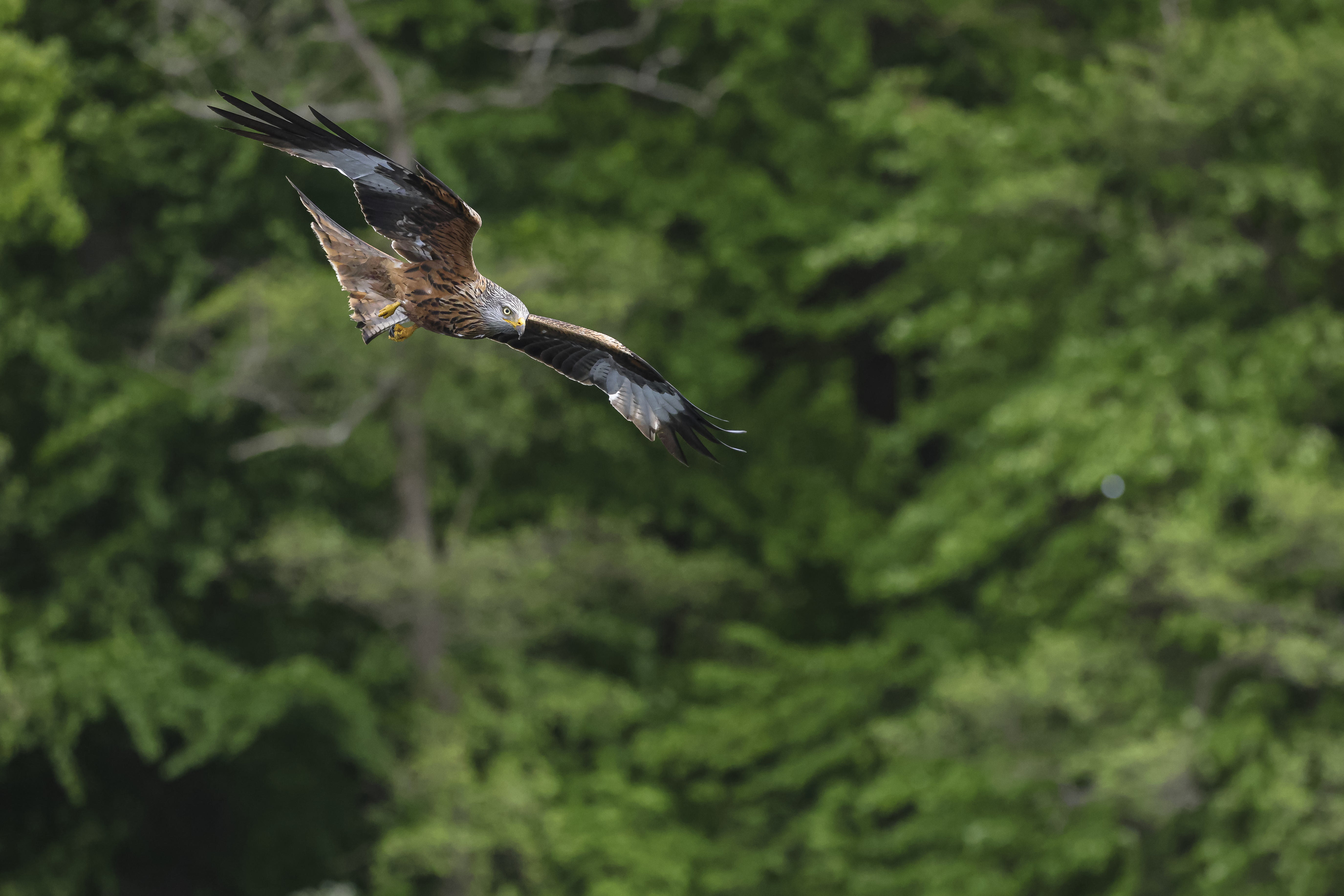 Ein Adler im Flug vor einem verschwommenen grünen Waldboden.