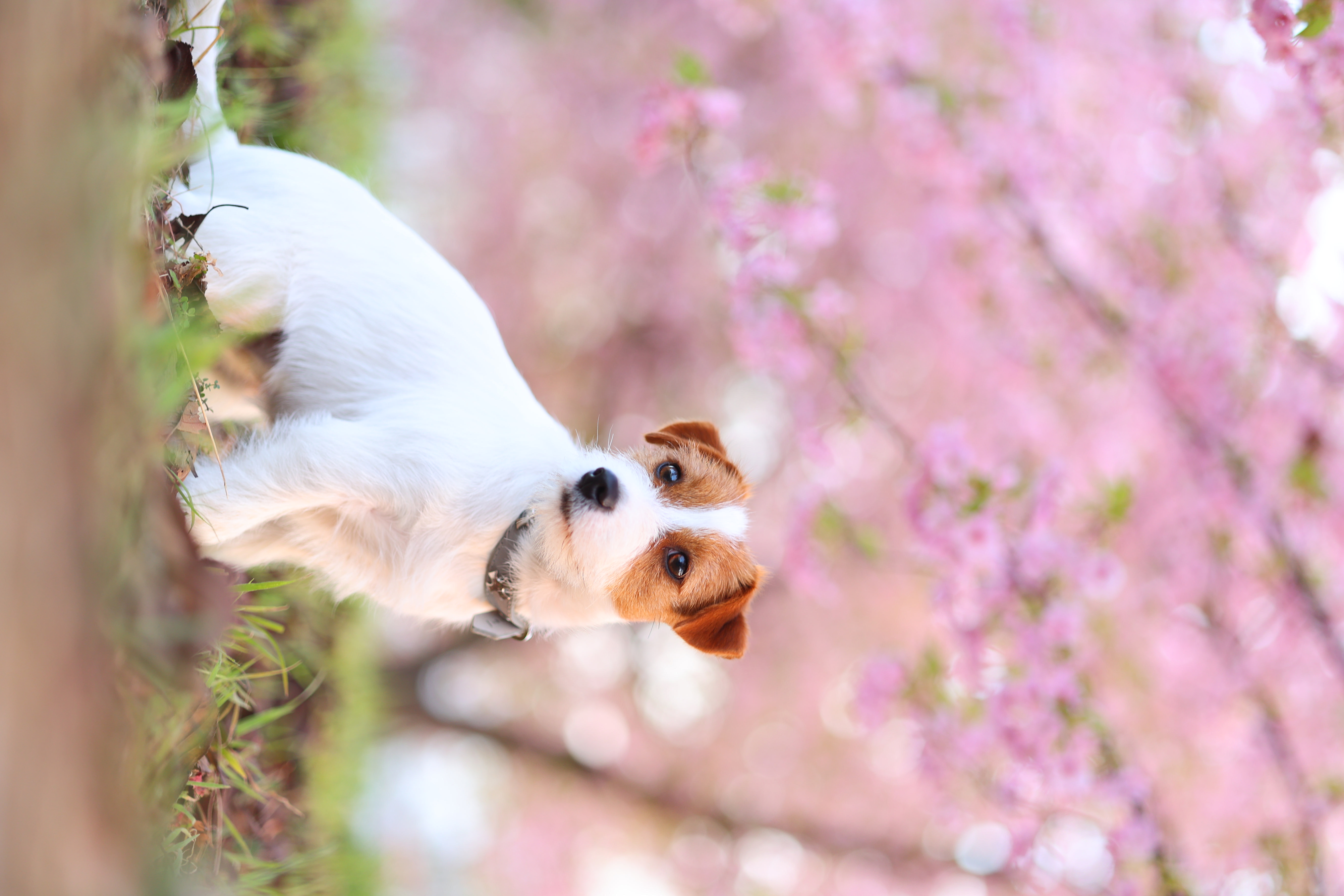 Ein kleiner weißer und brauner Hund, der nach oben schaut, mit rosa blühenden Bäumen im unscharfen Hintergrund.