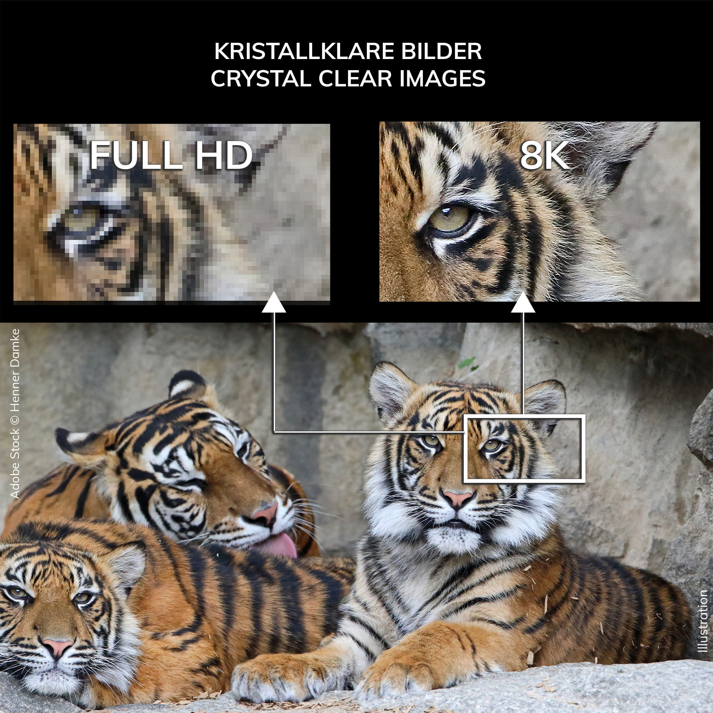 Bild, das Full HD- und 8K-Auflösung von Tigergesichtern vergleicht. Unten drei Tiger.