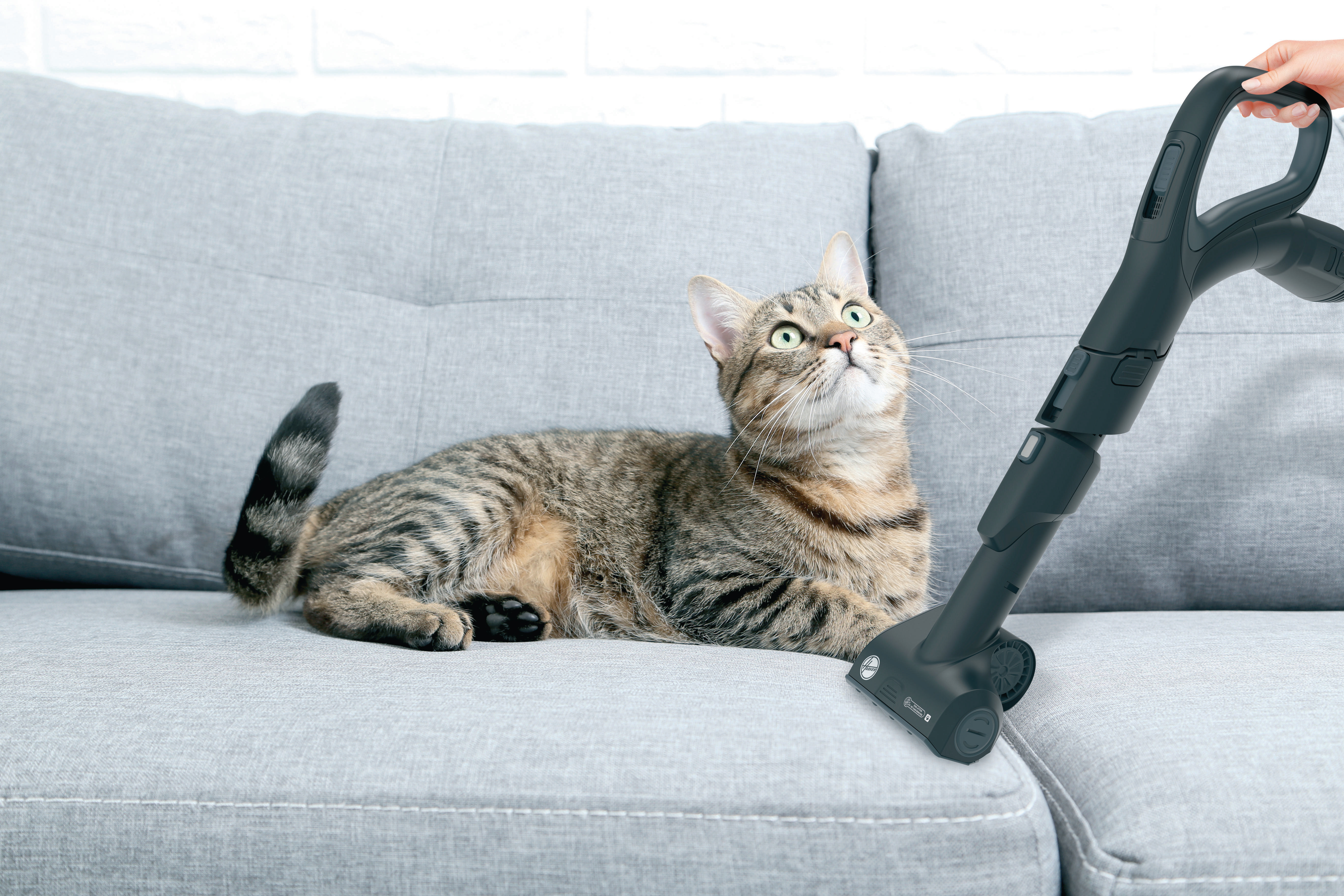 Getigerte Katze liegt auf grauer Couch, blickt auf Staubsauger.