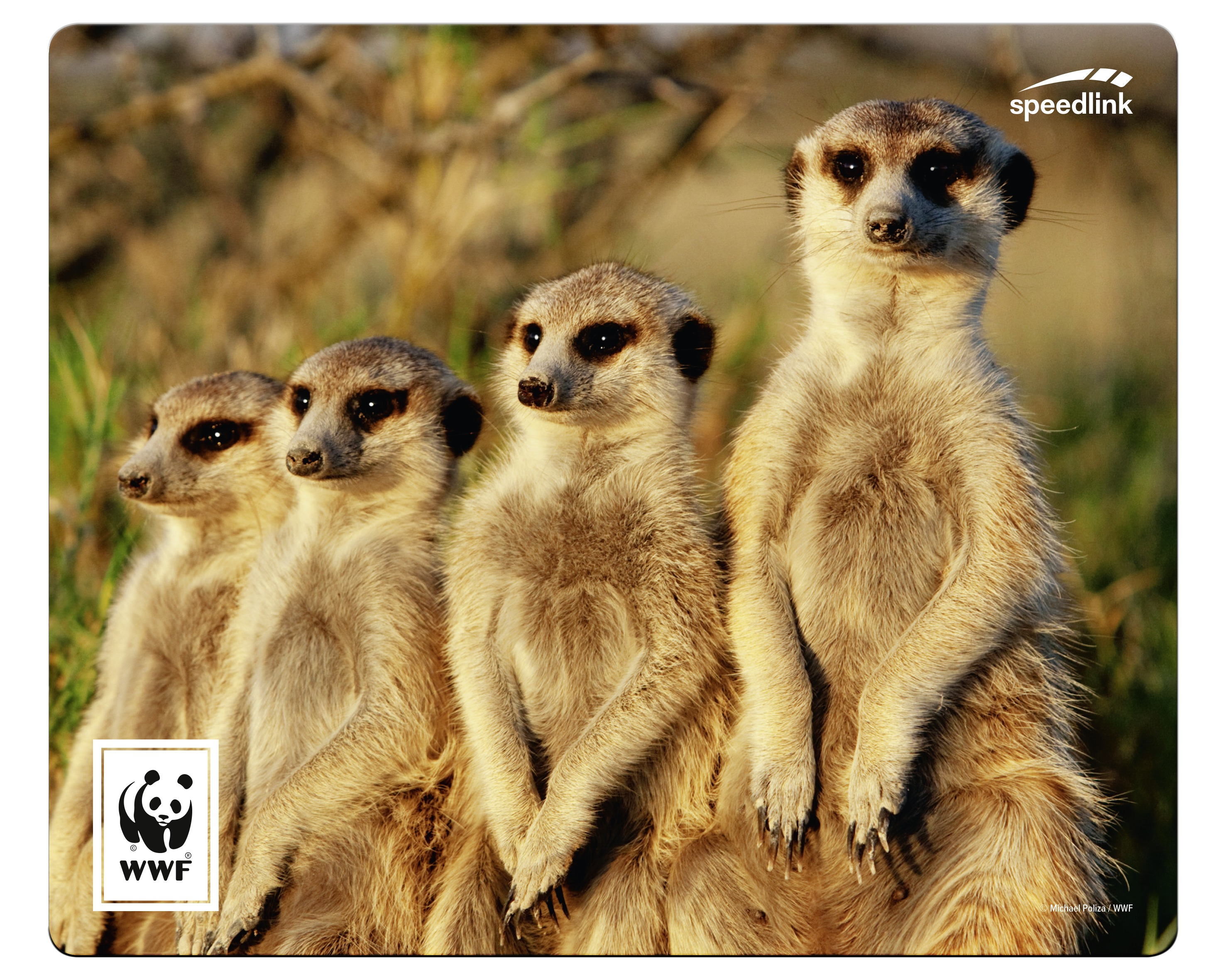 Vier Erdmännchen stehen, mit WWF-Logo in der Ecke.