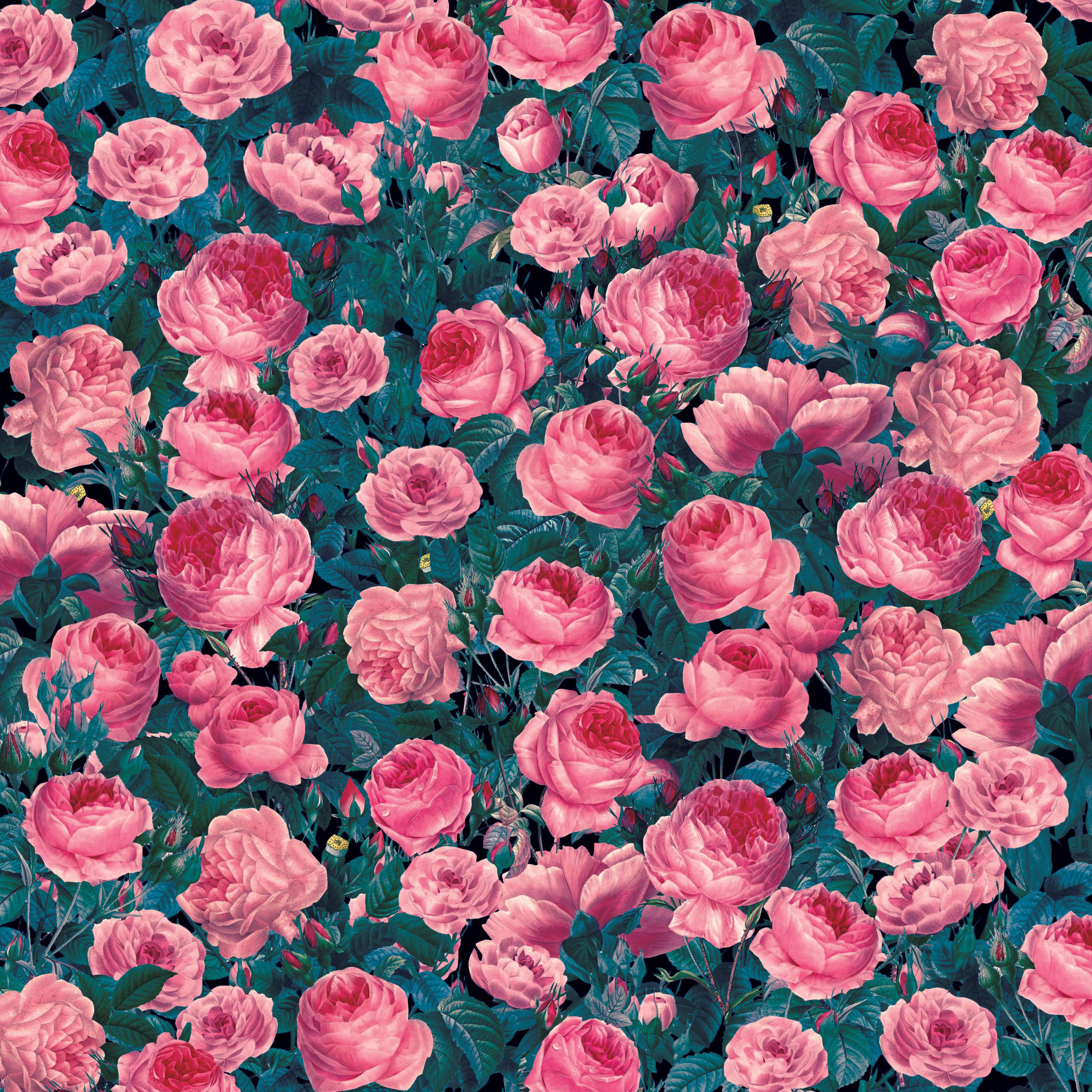 Rosa Rosen auf dunklem Hintergrund, bilden dichtes Blumenmuster.