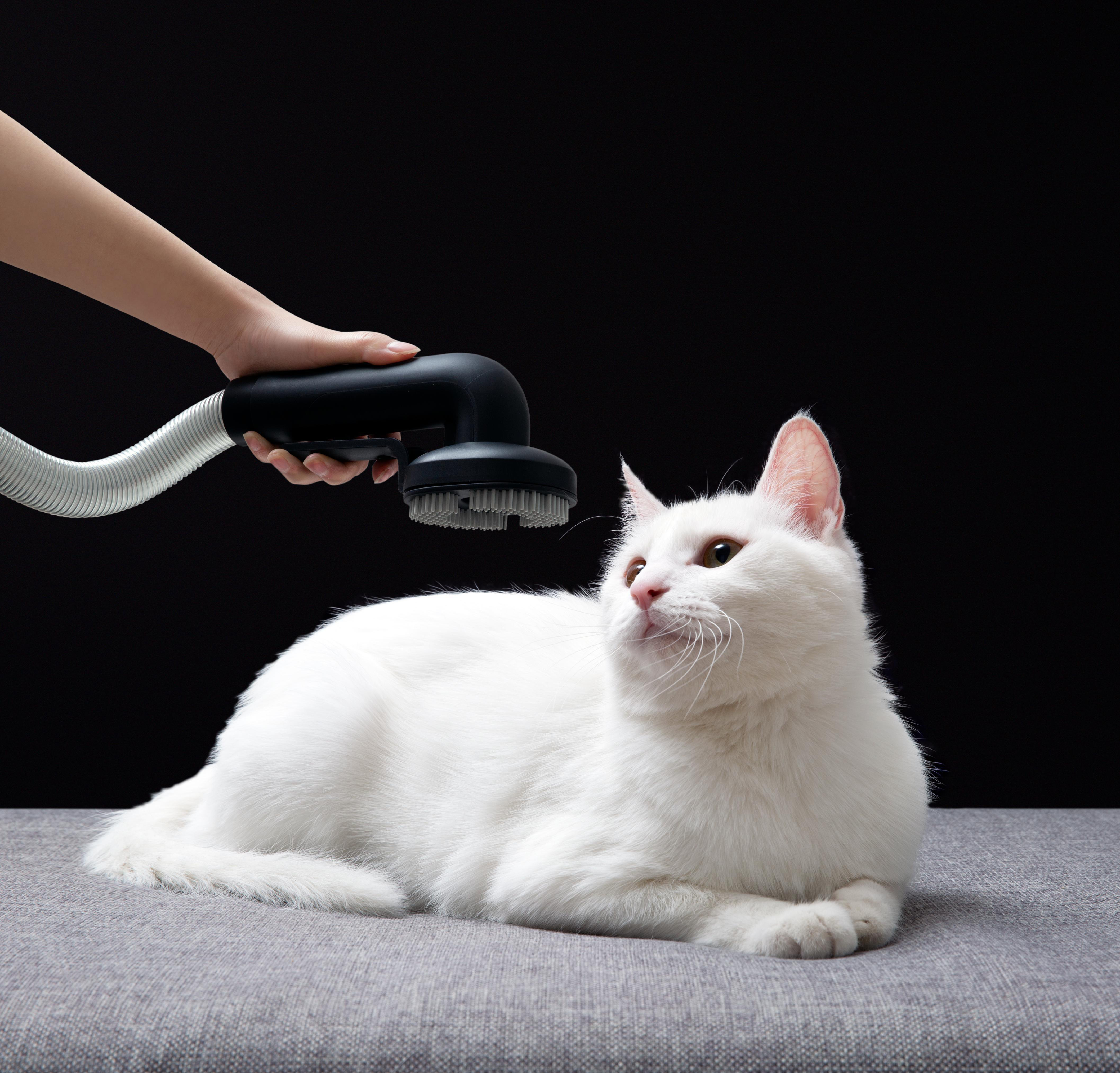 Eine Person pflegt eine weiße Katze mit einem schwarzen Pflegegerät. Schwarzer Hintergrund.