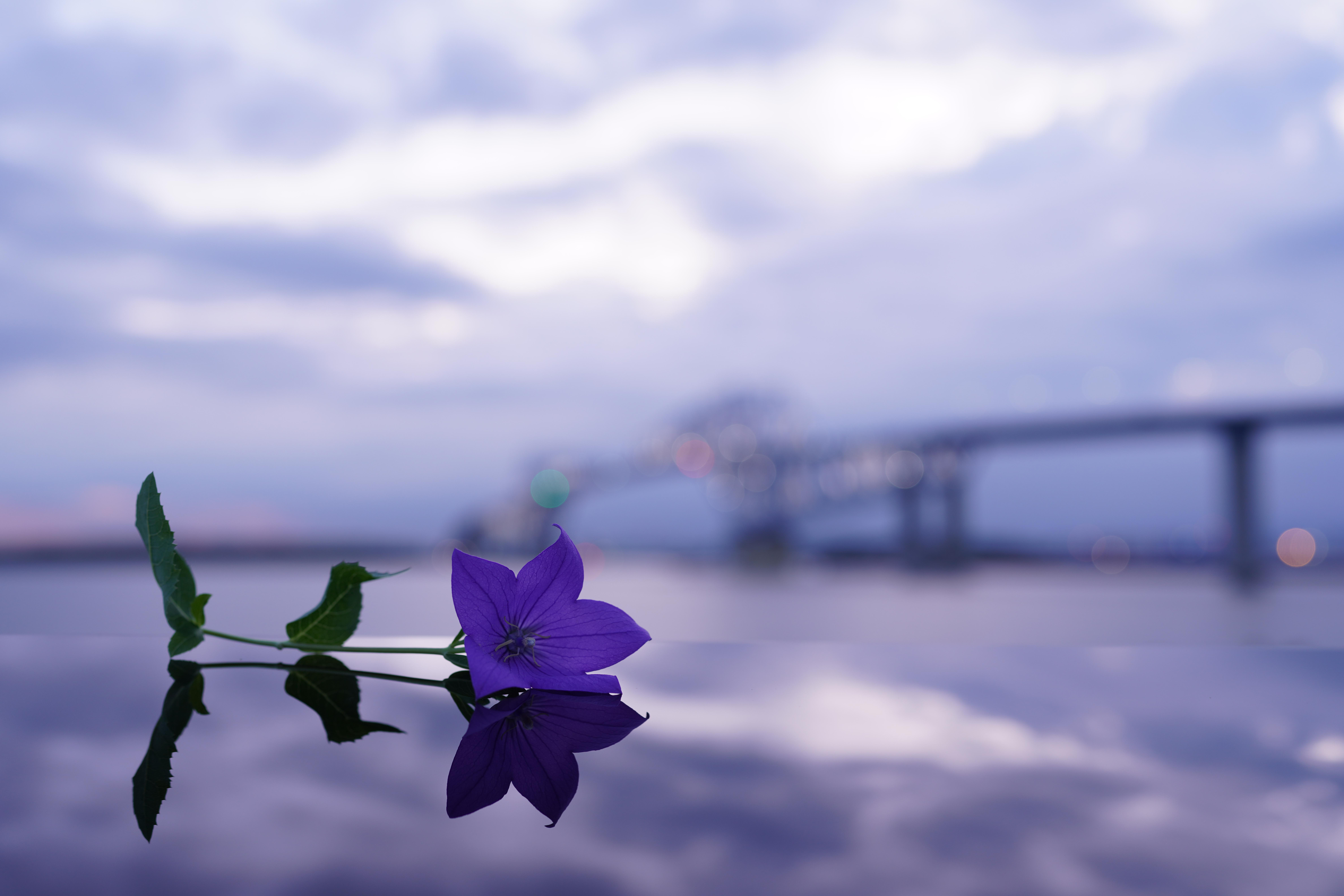 Lila Blume auf reflektierender Oberfläche, Brücke im Hintergrund, Himmel.