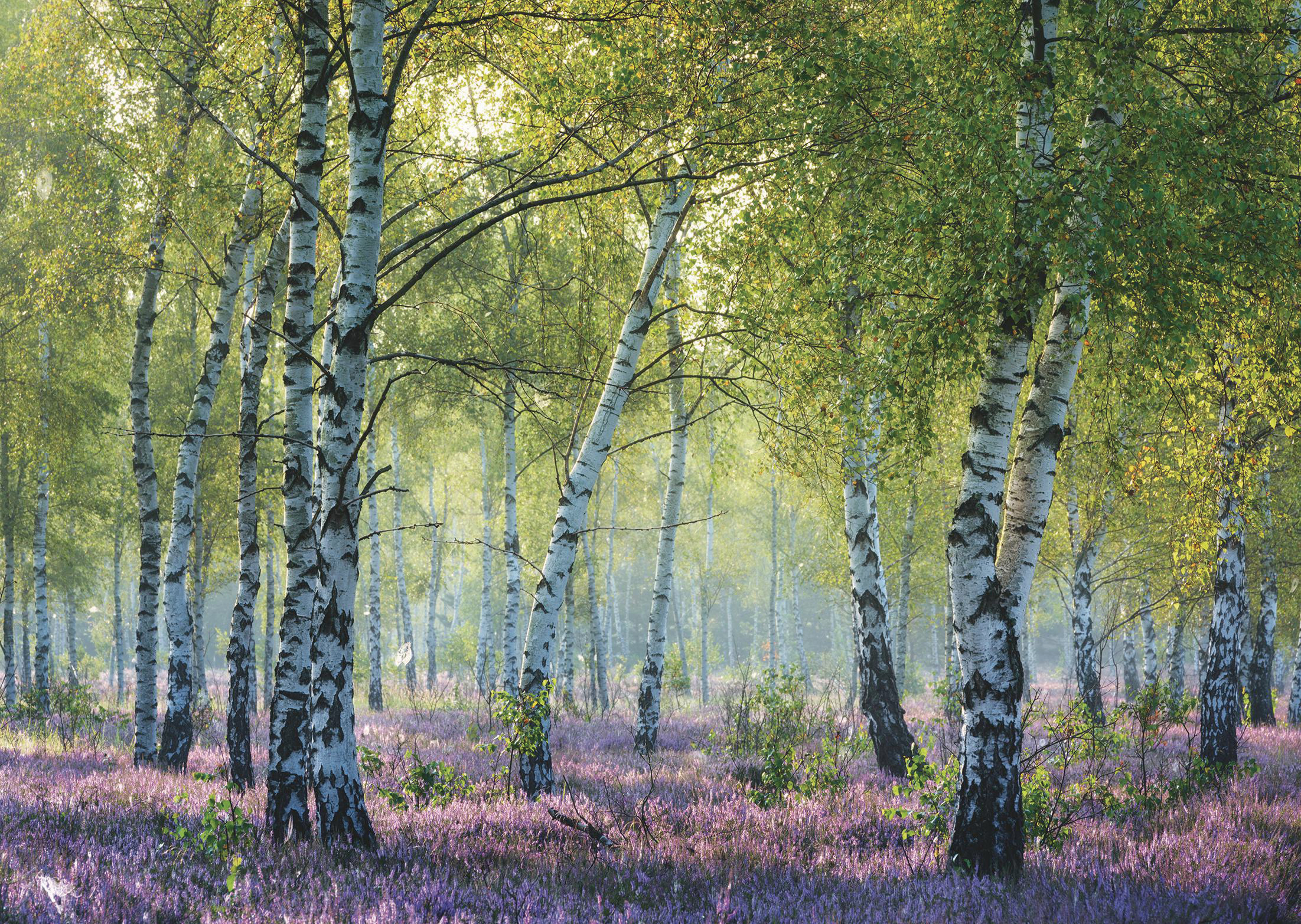 RAVENSBURGER Birkenwald Erwachsenenpuzzle