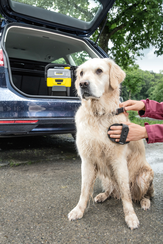 Golden Retriever kutyát kefél egy személy egy kék autó mellett, nyitott csomagtartóval.