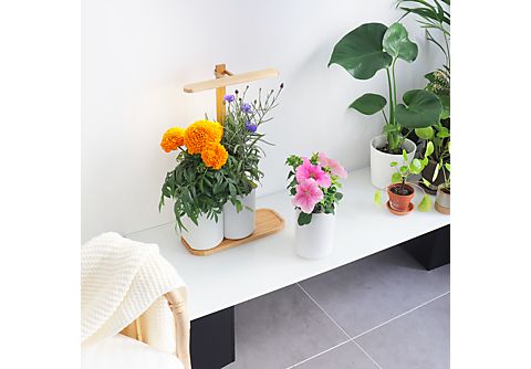 PRET A POUSSER Slimme Indoor Tuin Lilo Design Edition