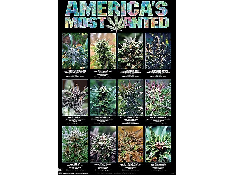PYRAMID INTERNATIONAL America\'s Most Wanted Marihuana Poster Sorten