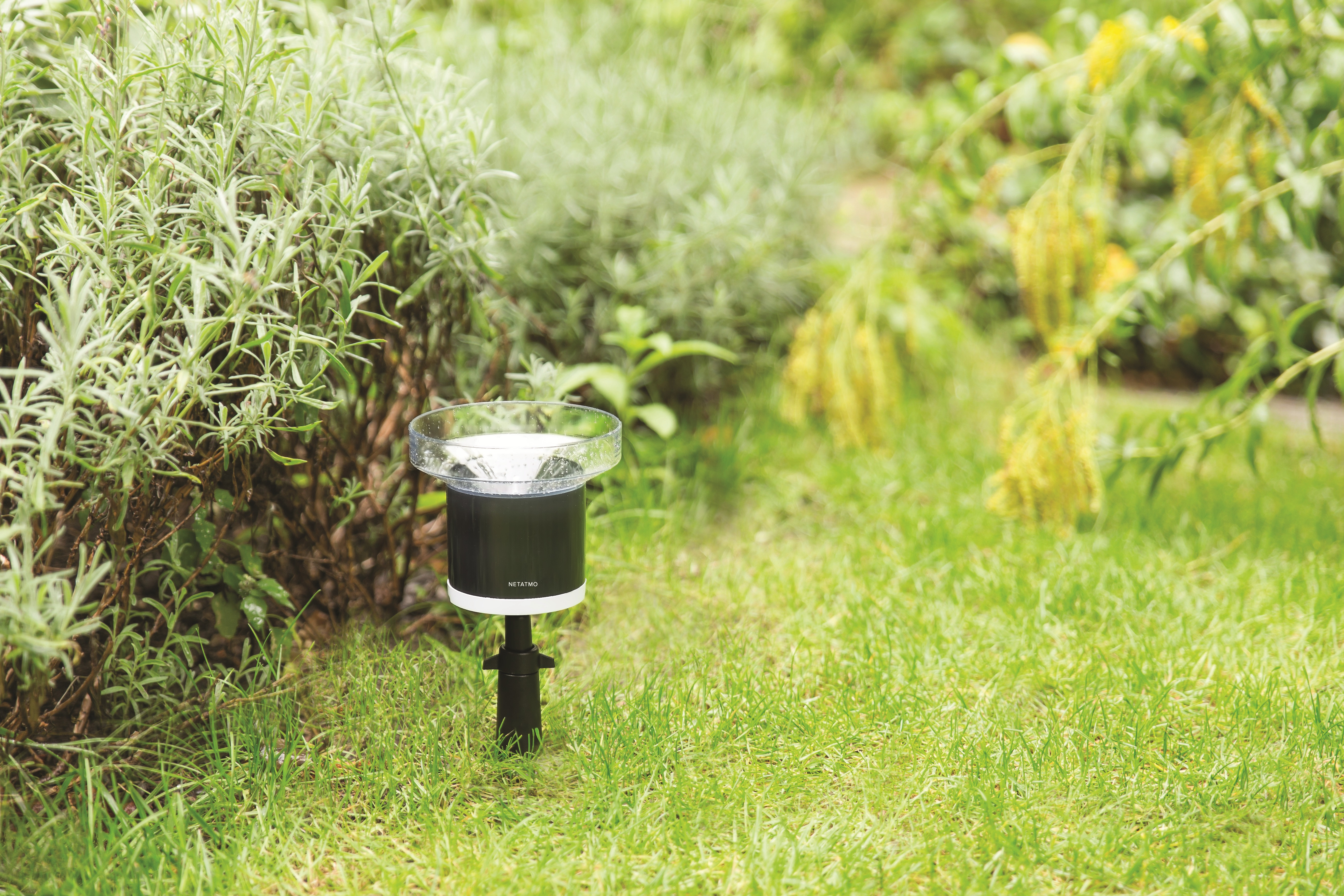 Pluviomètre dans un jardin avec herbe verte et plantes. Il est noir et blanc.