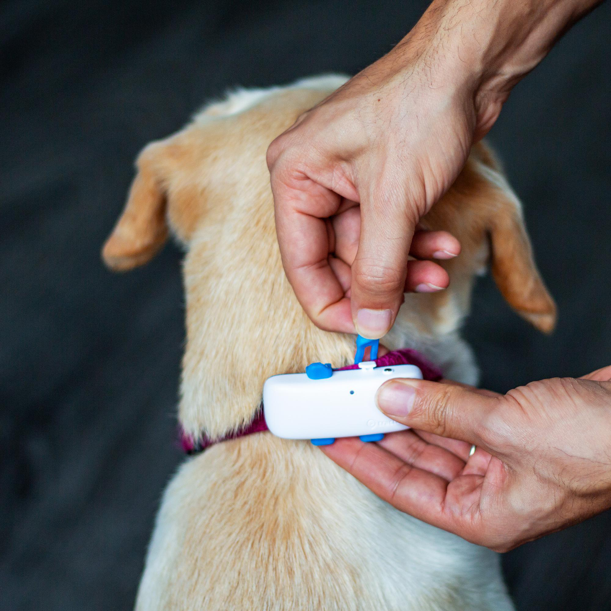 TRACTIVE DOG 4 GPS Tracker für Hunde Navigationsgerät für Hunde