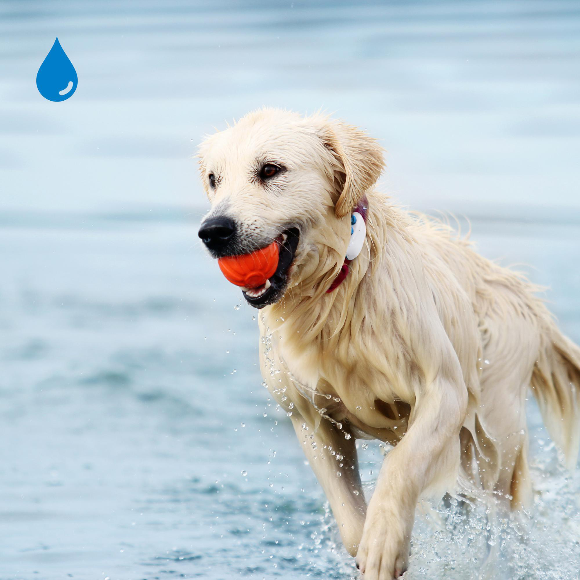 TRACTIVE DOG 4 GPS Tracker für Hunde Navigationsgerät für Hunde