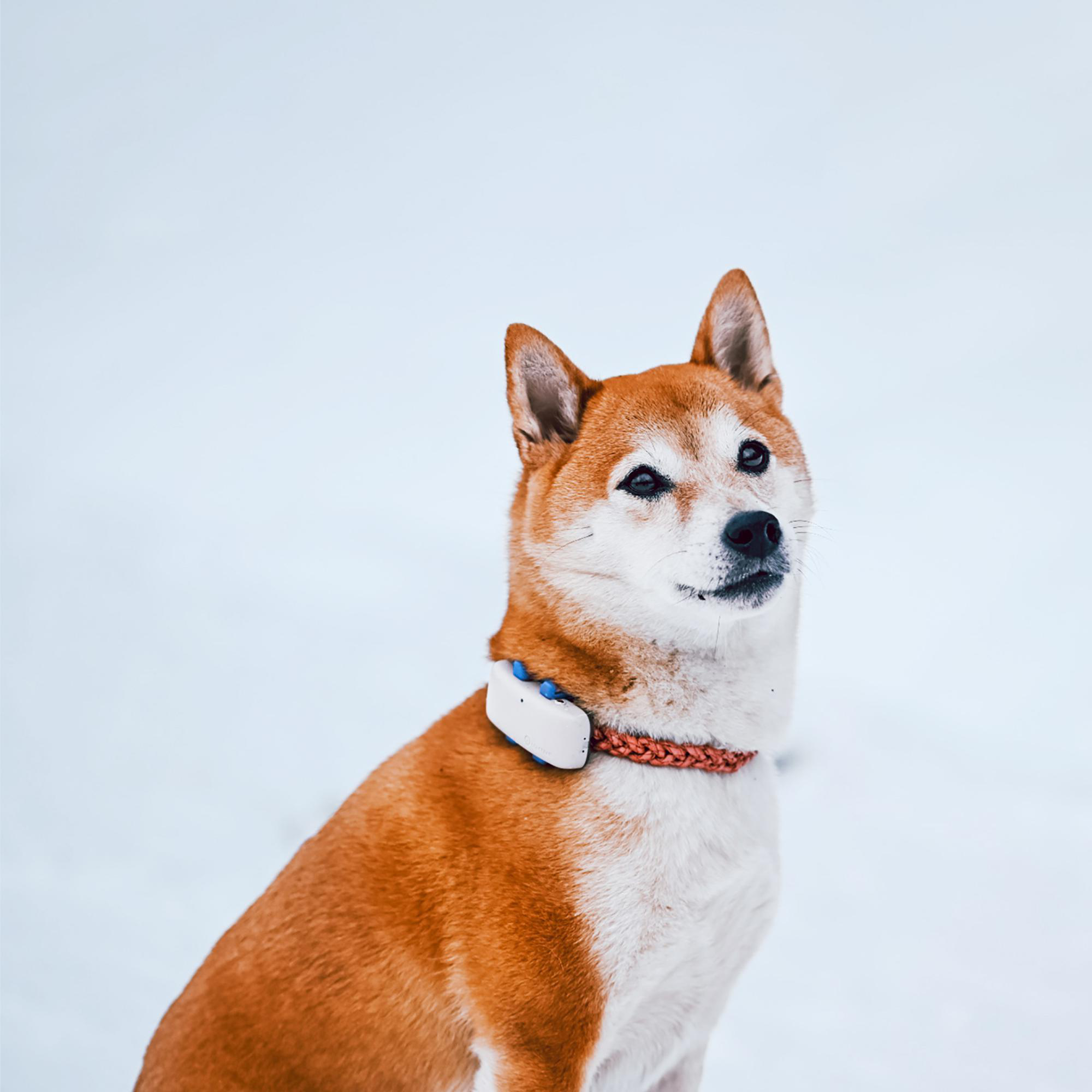 TRACTIVE DOG 4 GPS Tracker für Hunde Navigationsgerät für Hunde