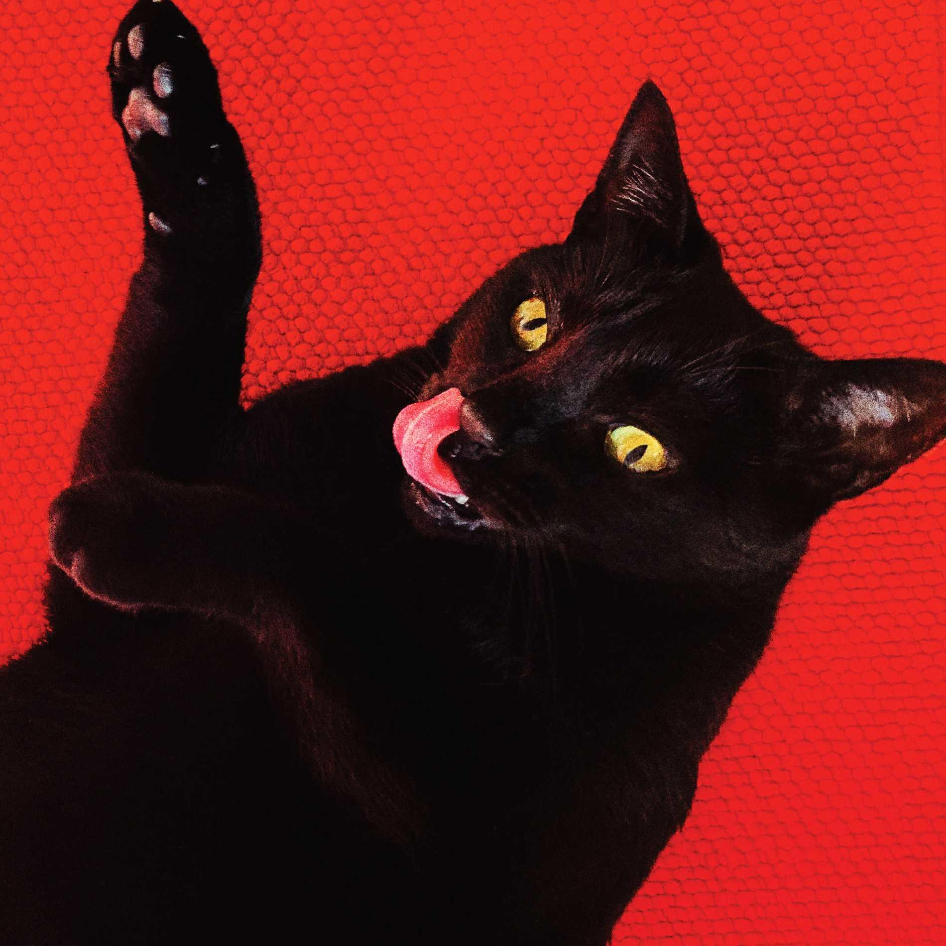Eine schwarze Katze leckt ihre Lippen auf rotem Hintergrund. Die Katze liegt auf dem Rücken mit hochgestreckter Pfote.