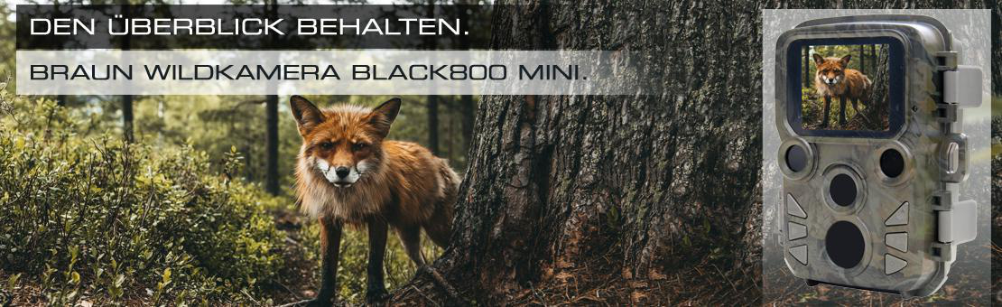 Ein Fuchs steht in der Nähe eines Baumstamms im Wald.