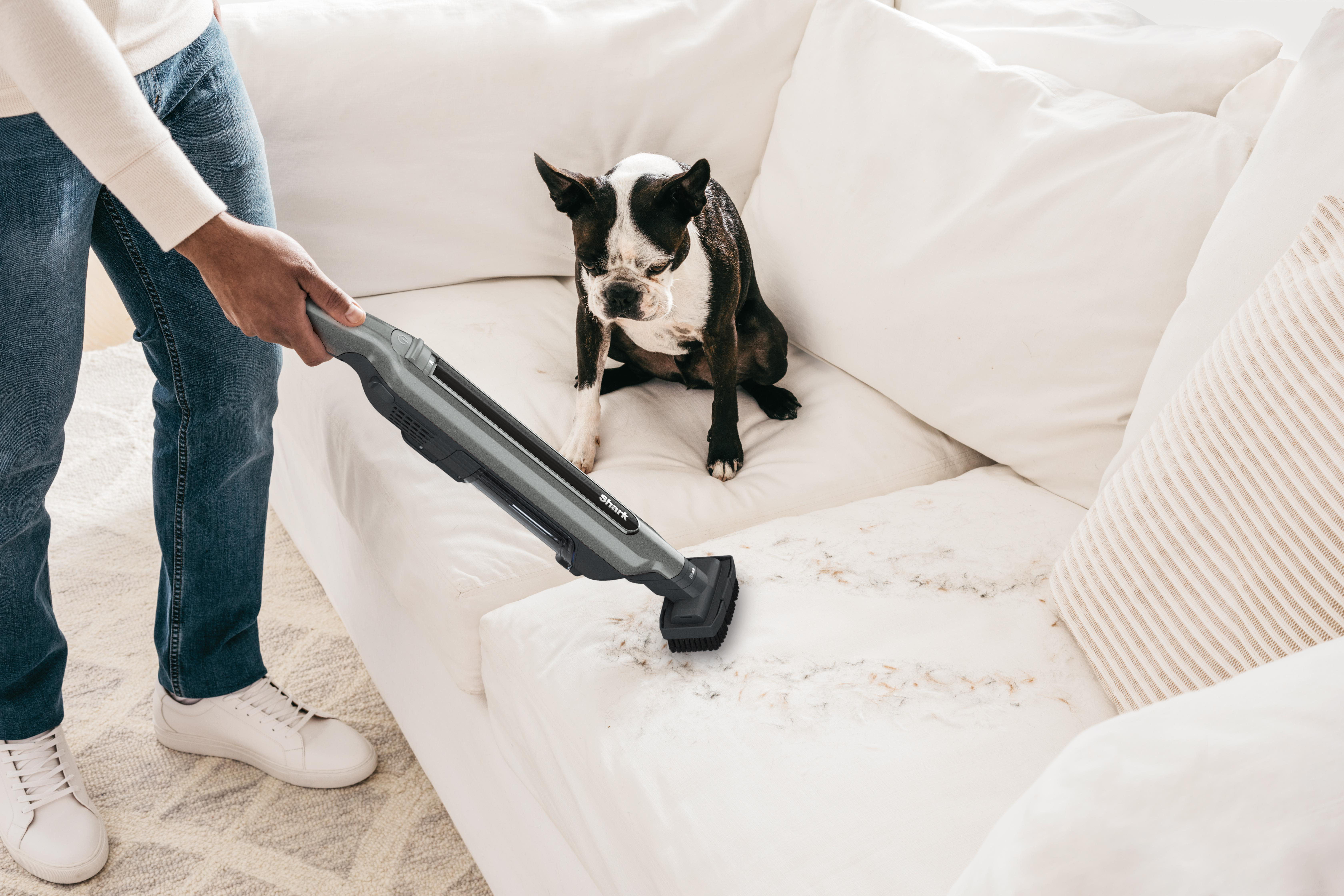 Eine Person saugt ein weißes Sofa mit einem Hund in der Nähe ab. Staubsauger entfernt Hundehaare.