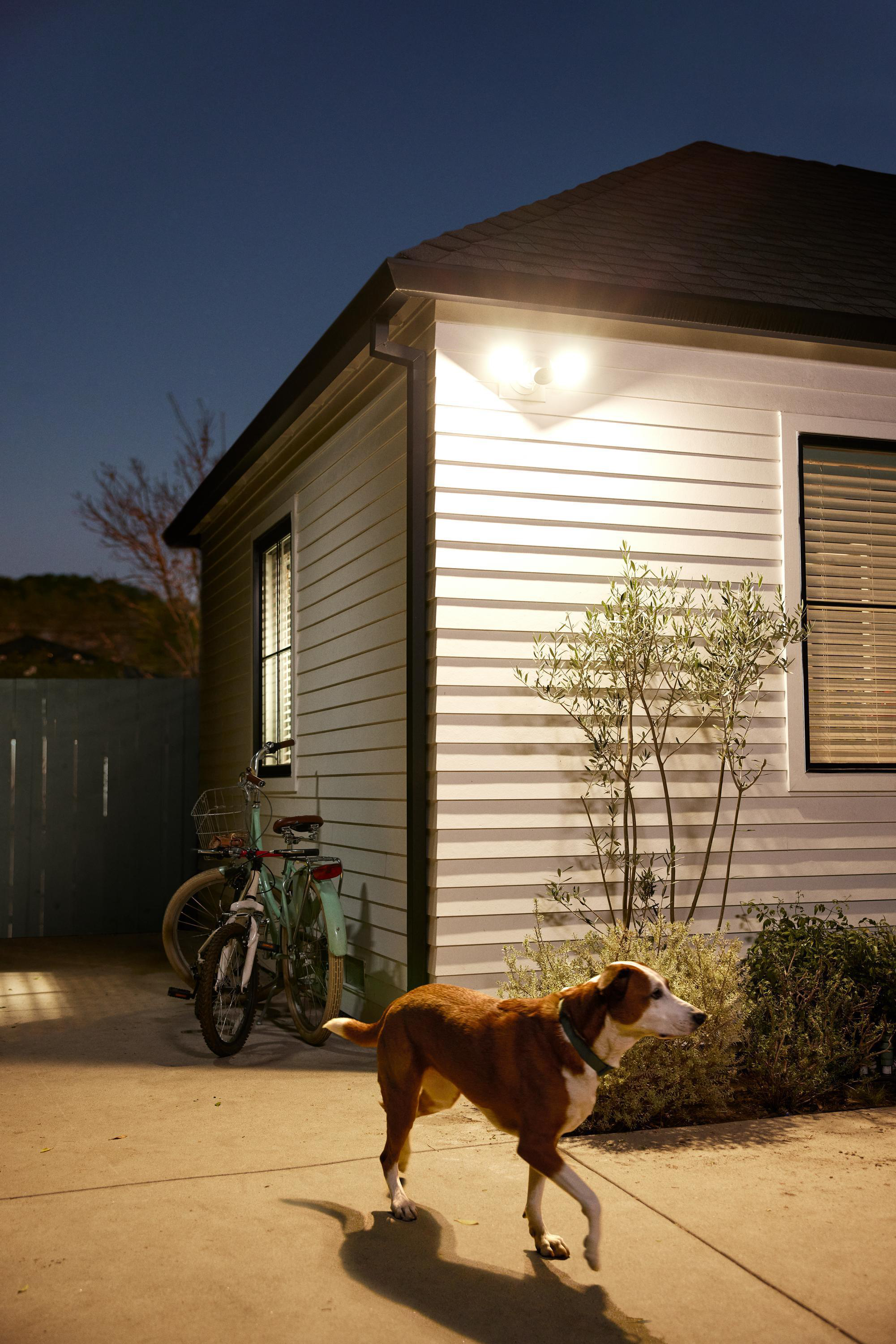Ein Hund geht auf einem Gehweg, Haus und Lichter im Hintergrund bei Nacht.