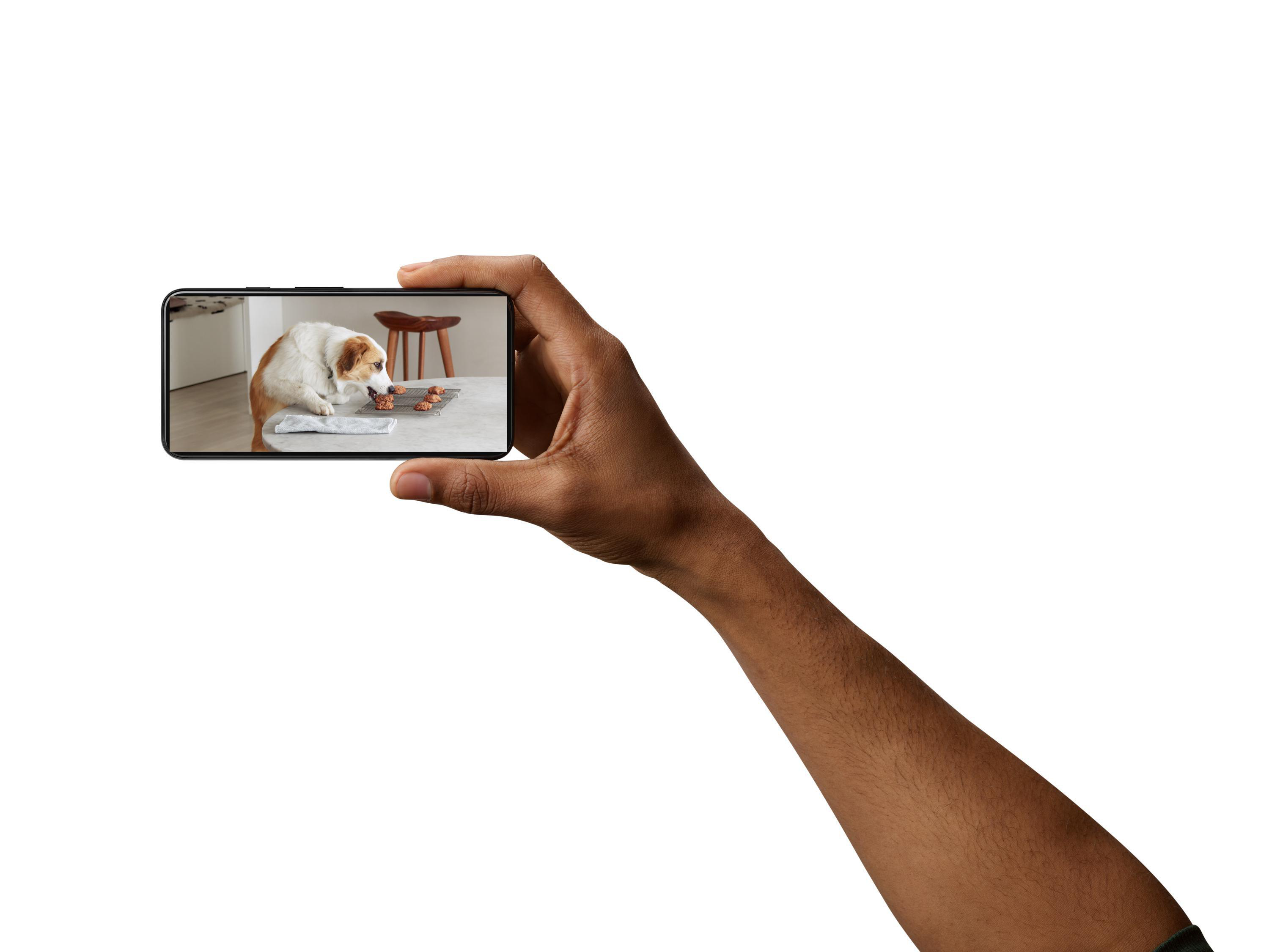 Person hält Telefon mit Hund.