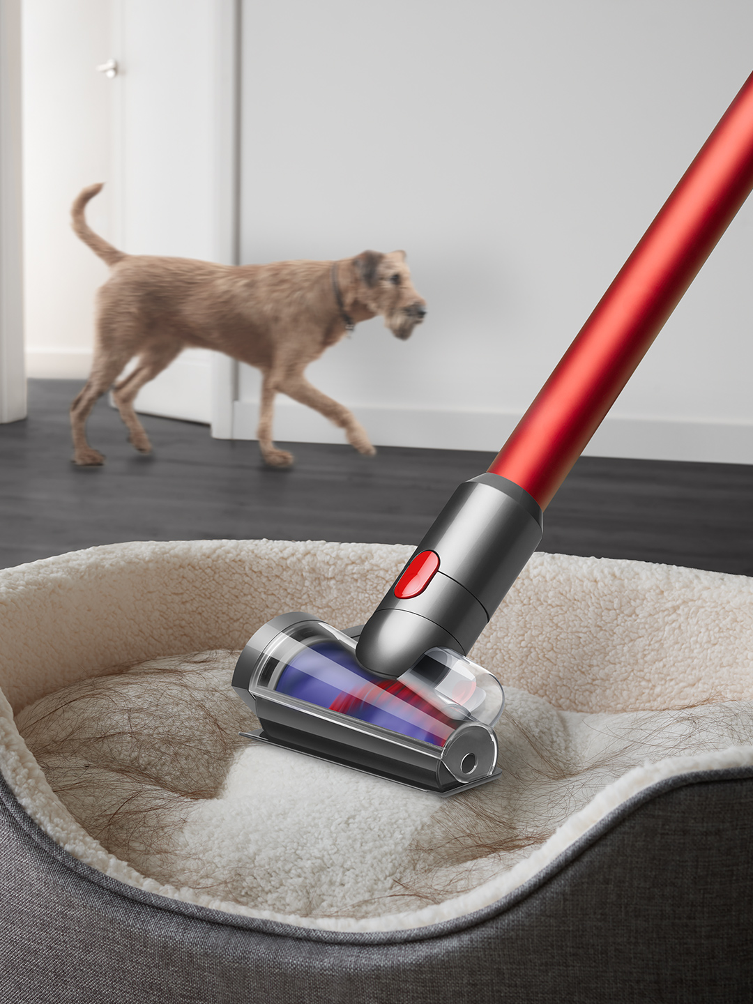 DYSON Outsize Absolute - Steelstofzuiger incl. kruimelzuiger - Accuduur 60 min - Rood