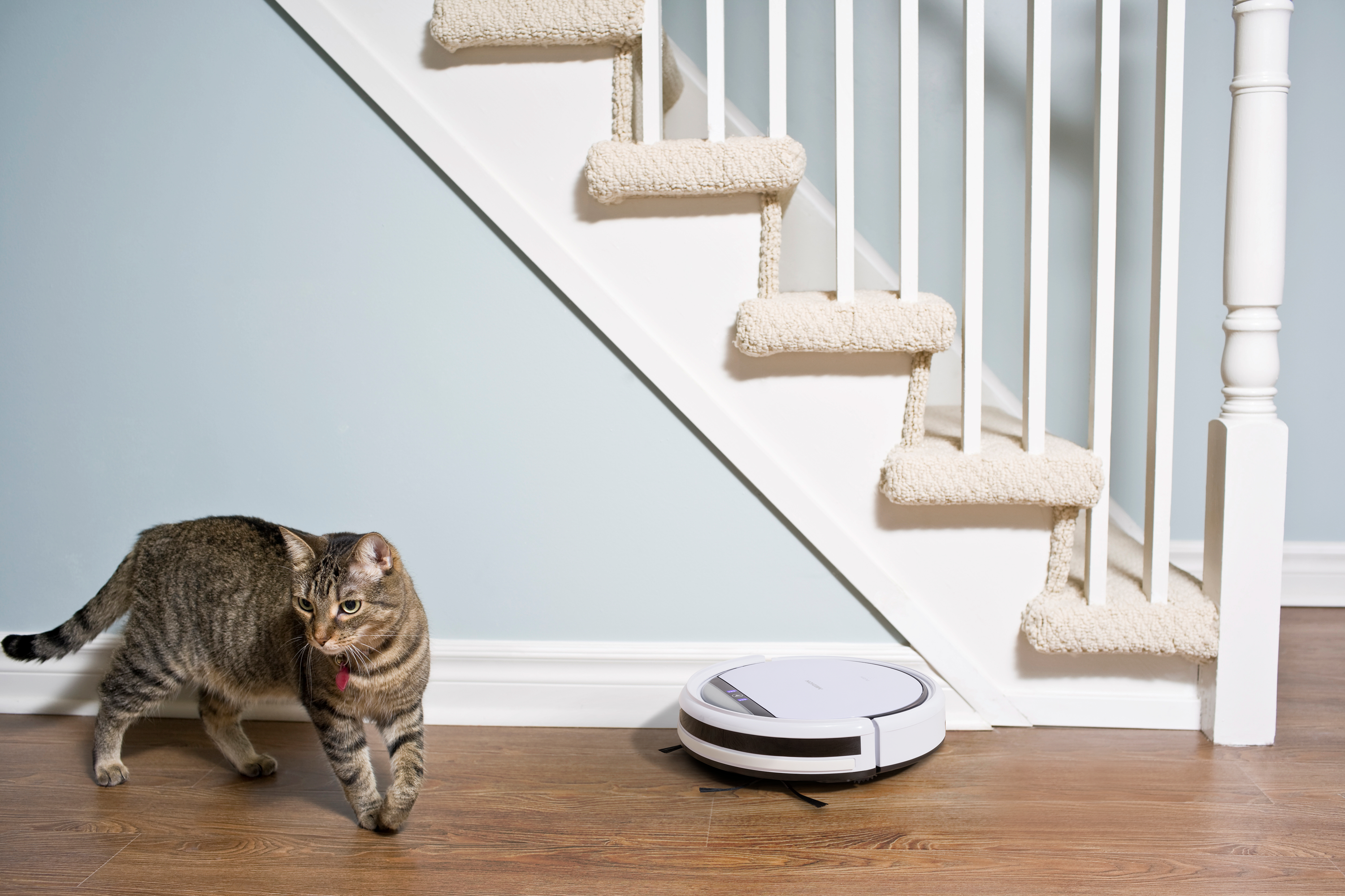 Katze läuft auf Holzboden in der Nähe einer weißen Treppe und Roboterstaubsauger.