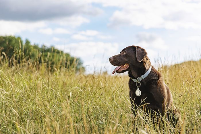 Schokoladen-Labrador sitzt im hohen Gras, blickt nach links. Blaues Halsband, Anhänger sichtbar. Wolkenhimmel.